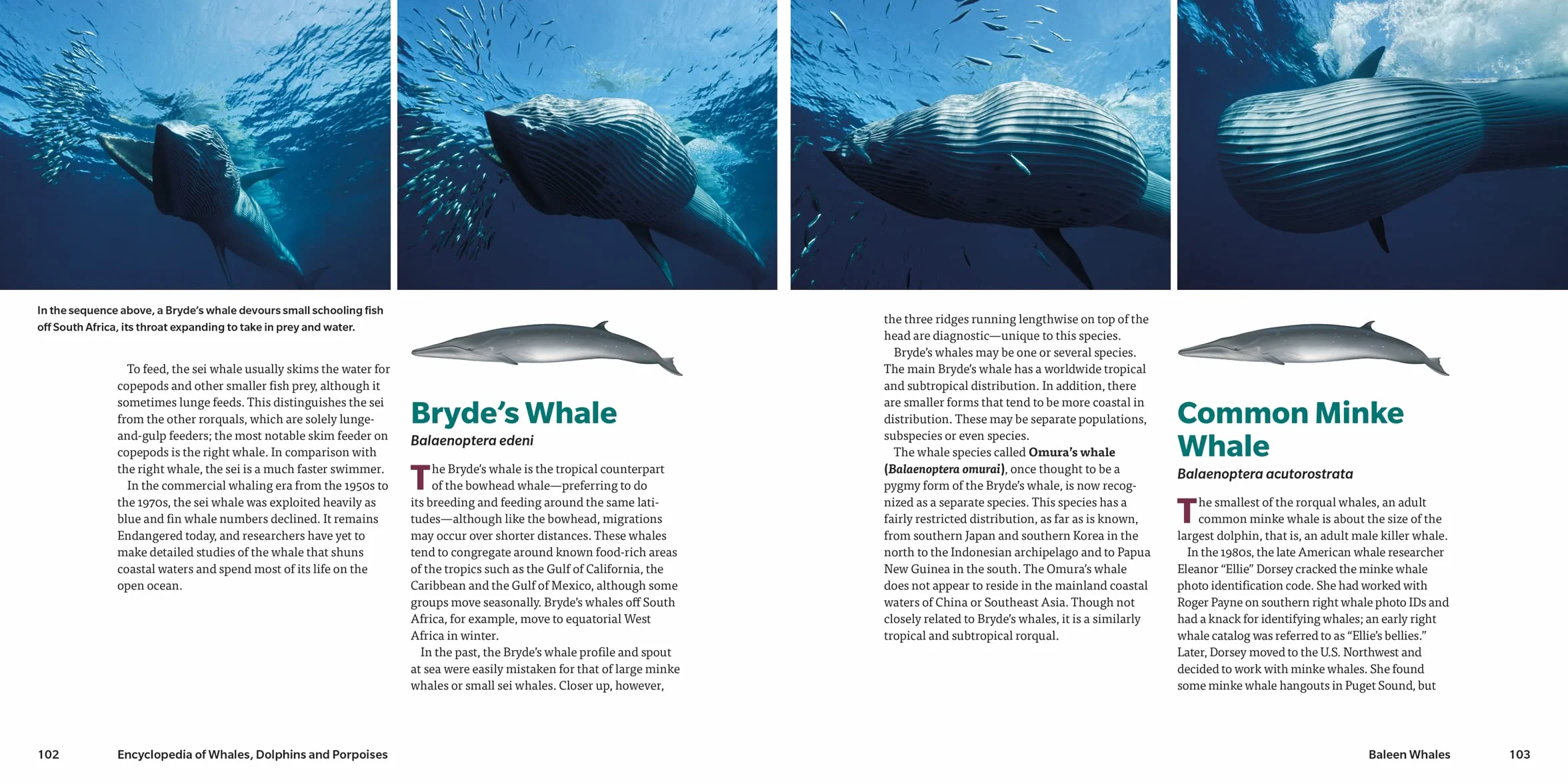 Encyclopedia of Whales, Dolphins and Porpoises
