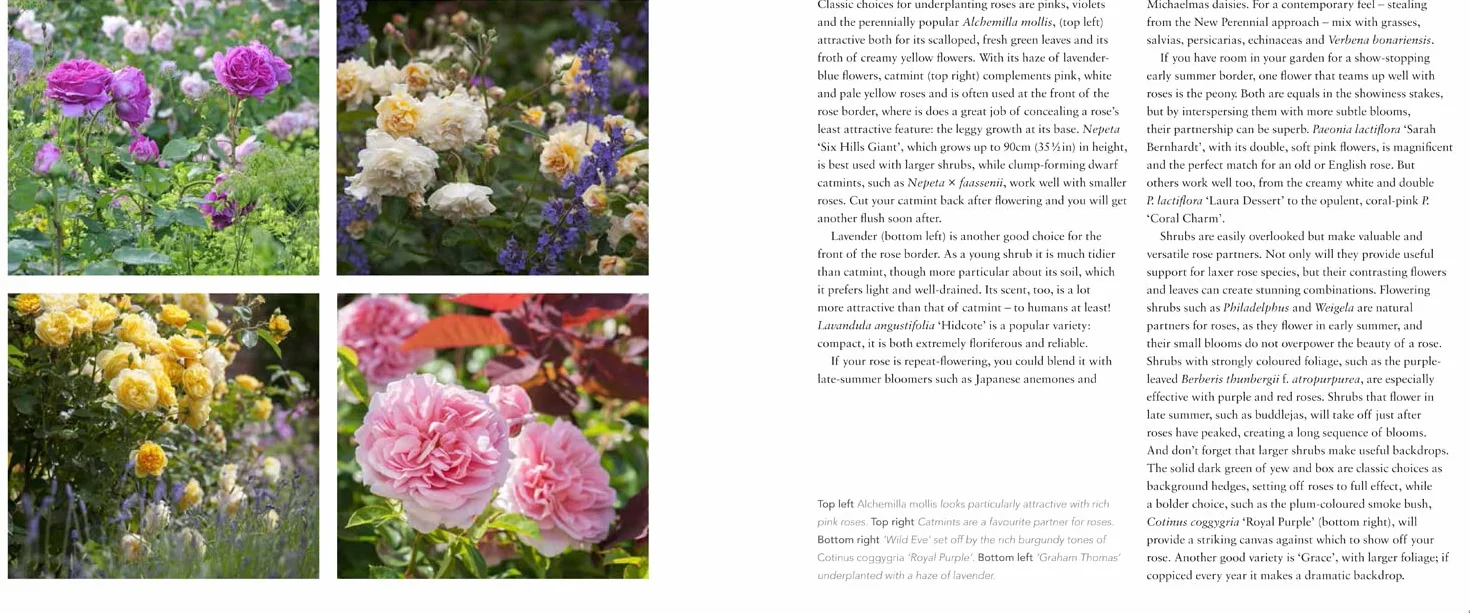 Roses and Rose Gardens