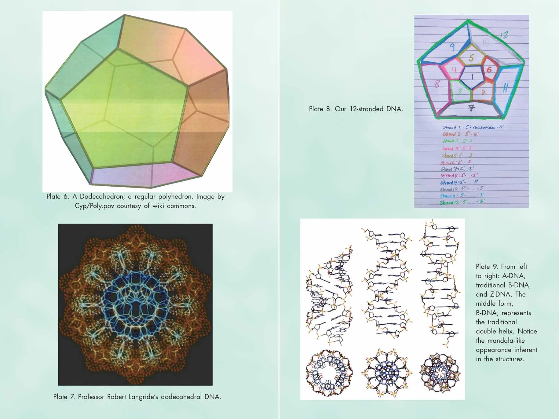 Activating Our 12-Stranded DNA: Secrets of Dodecahedral DNA for Completing Our Human Evolution