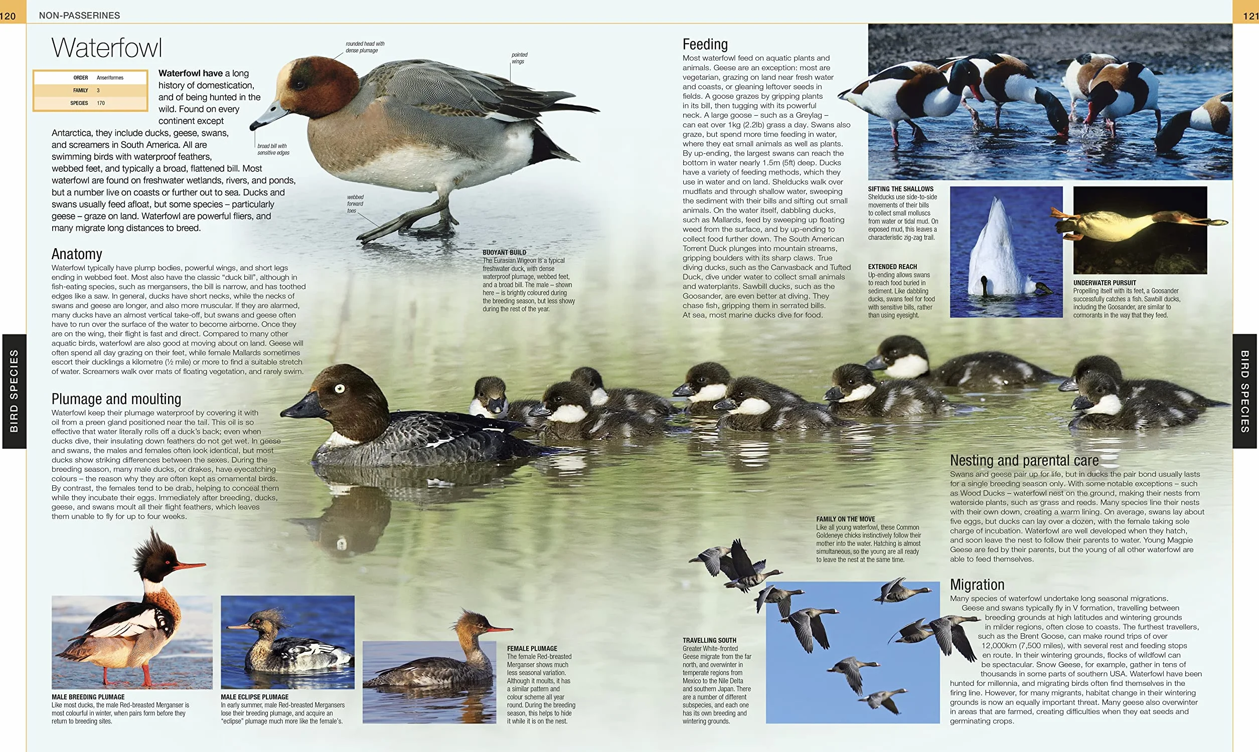 Bird: The Definitive Visual Guide