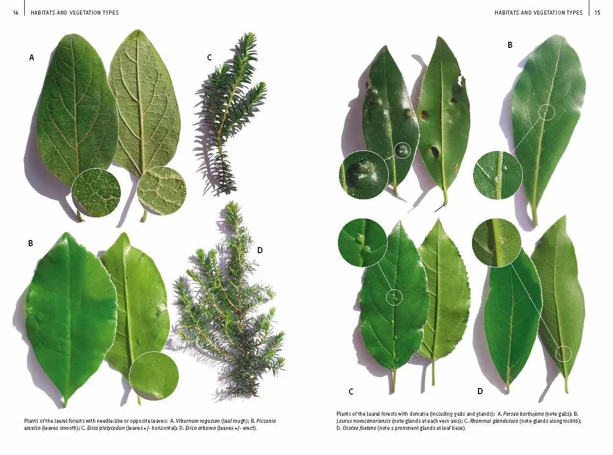 Field Guide to the Wild Flowers of the Canary Islands
