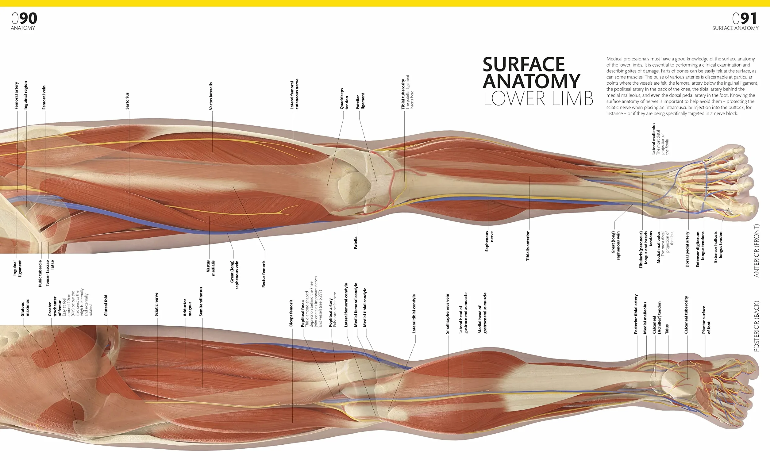 The Complete Human Body: The Definitive Visual Guide
