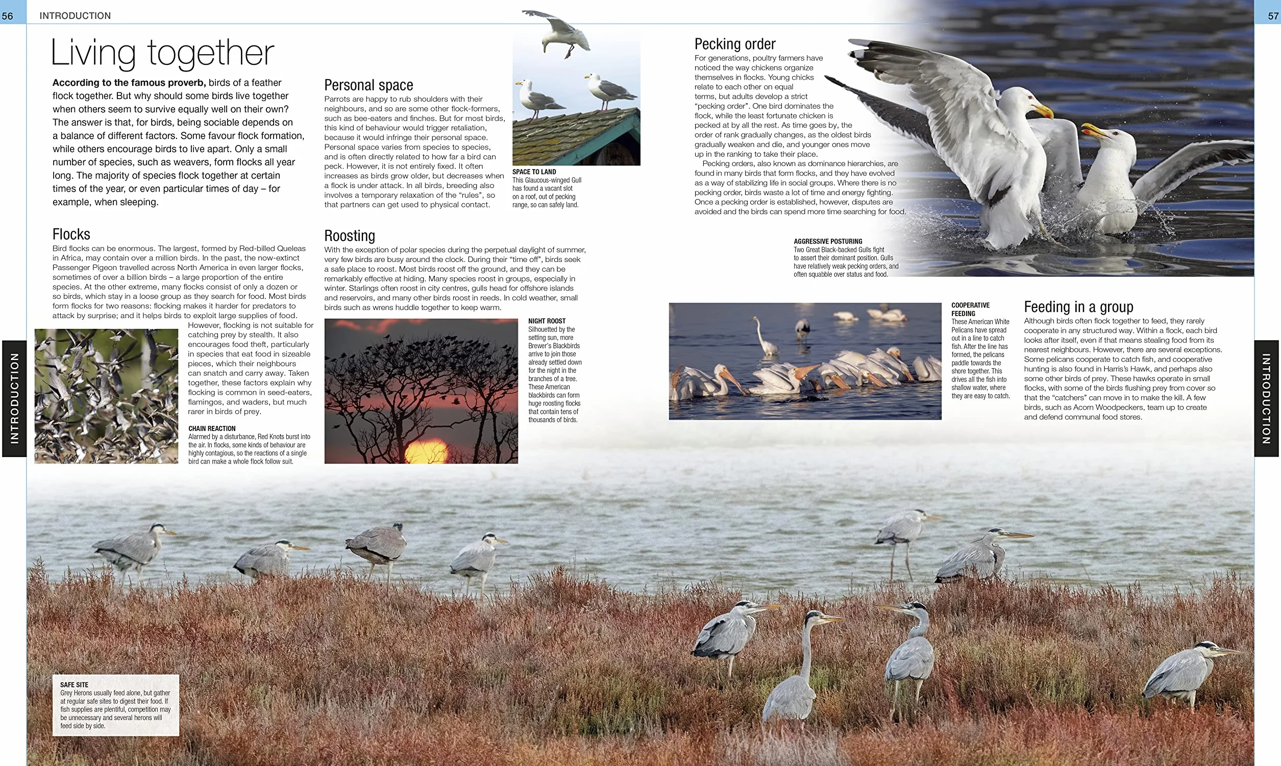 Bird: The Definitive Visual Guide