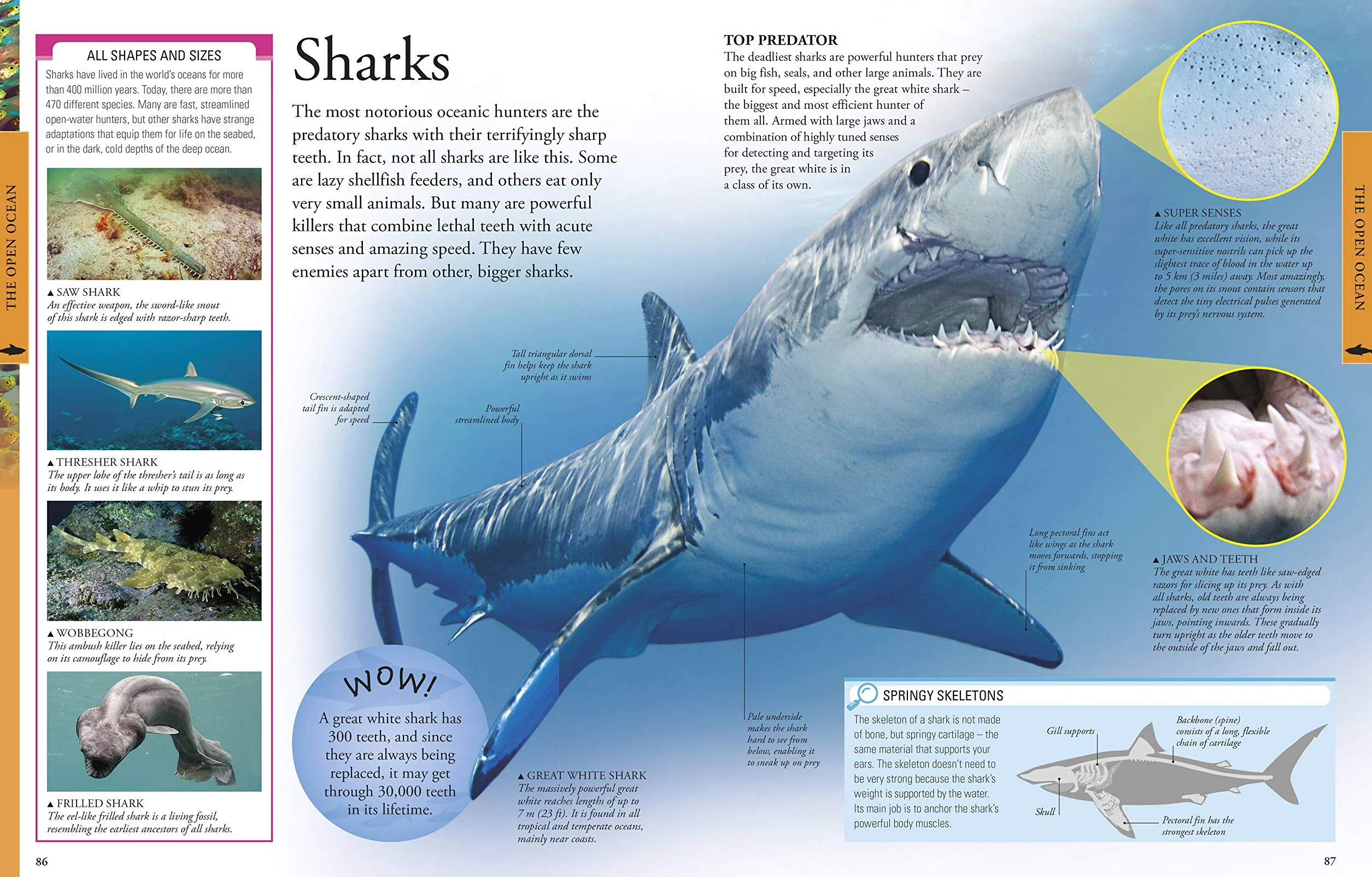 Ocean A Children's Encyclopedia