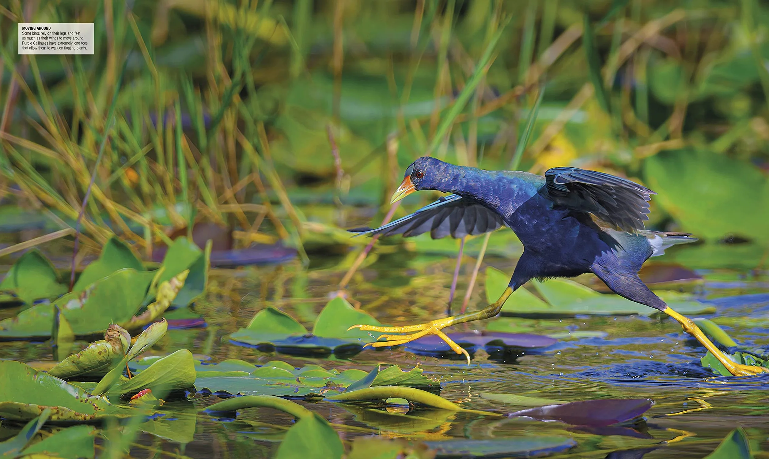 Bird: The Definitive Visual Guide