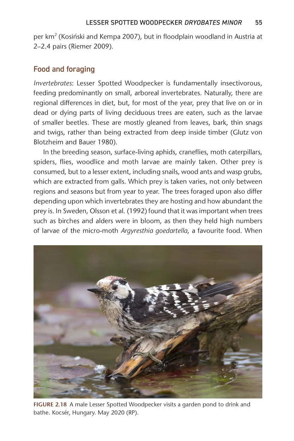 The Pied Woodpeckers: The Natural History of Europe's Black & White Woodpeckers