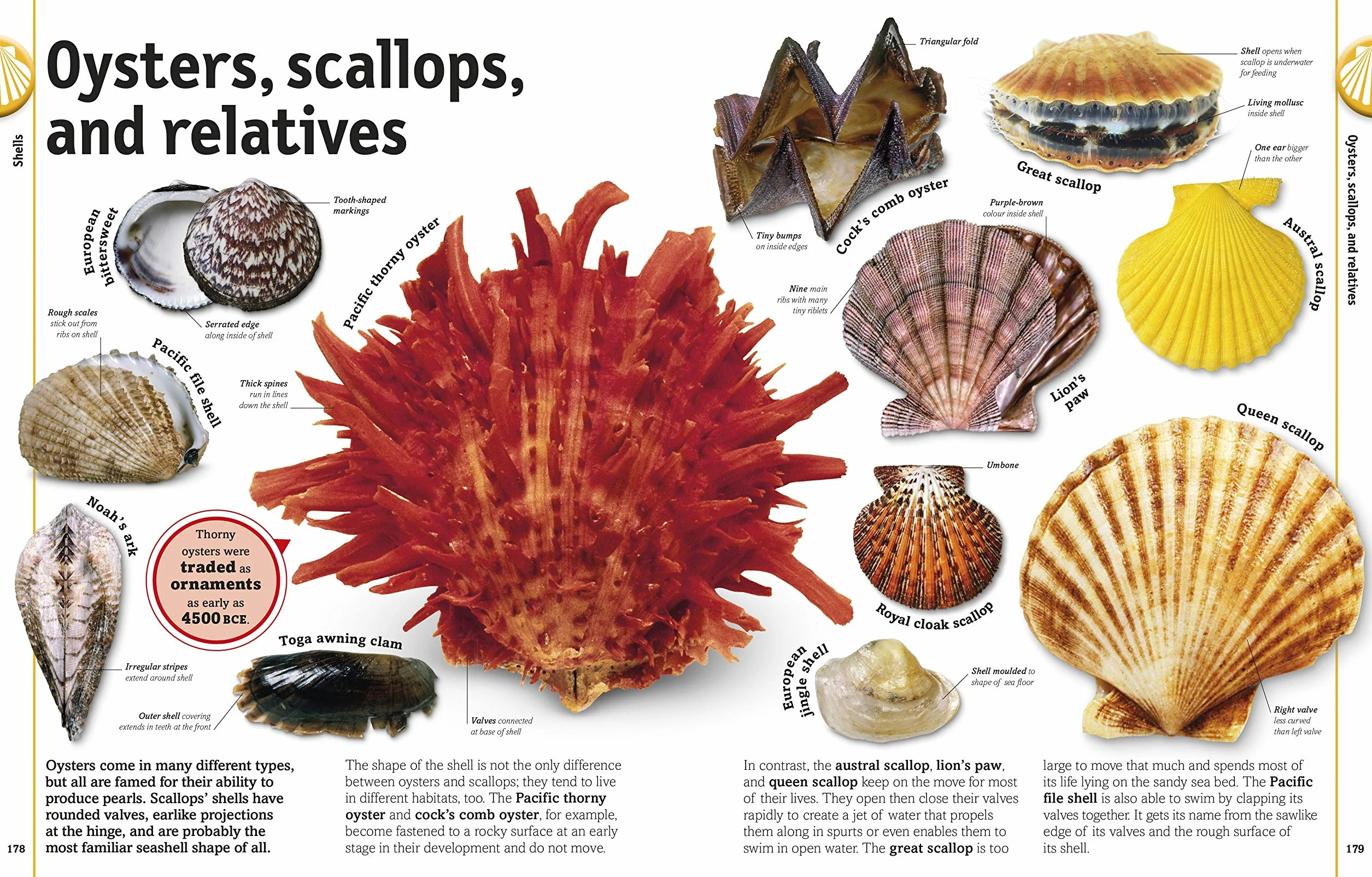 The Our World in Pictures: The Rock and Gem Book: ...And Other Treasures of the Natural World