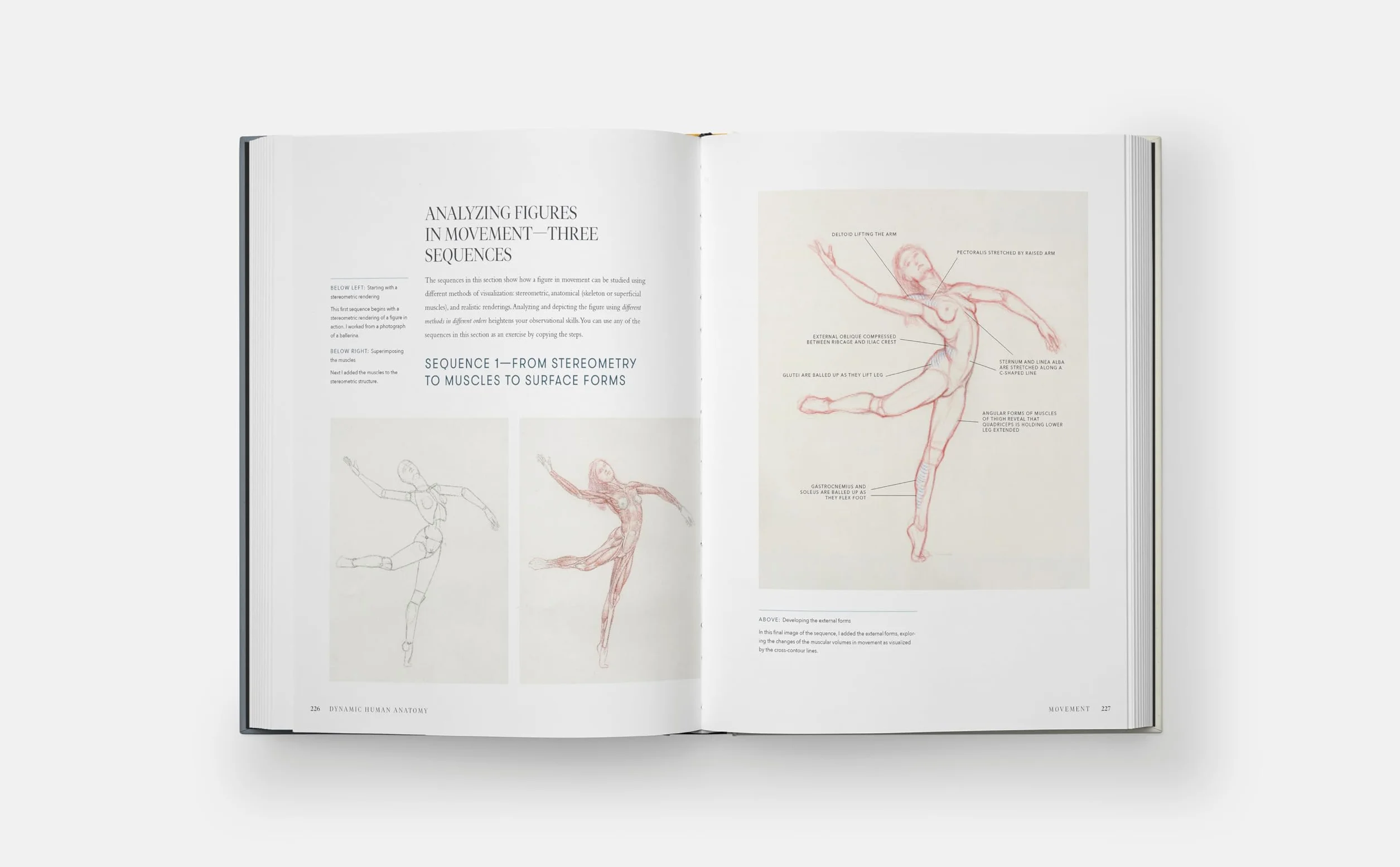 Dynamic Human Anatomy: An Artist's Guide to Structure, Gesture, and the Figure in Motion