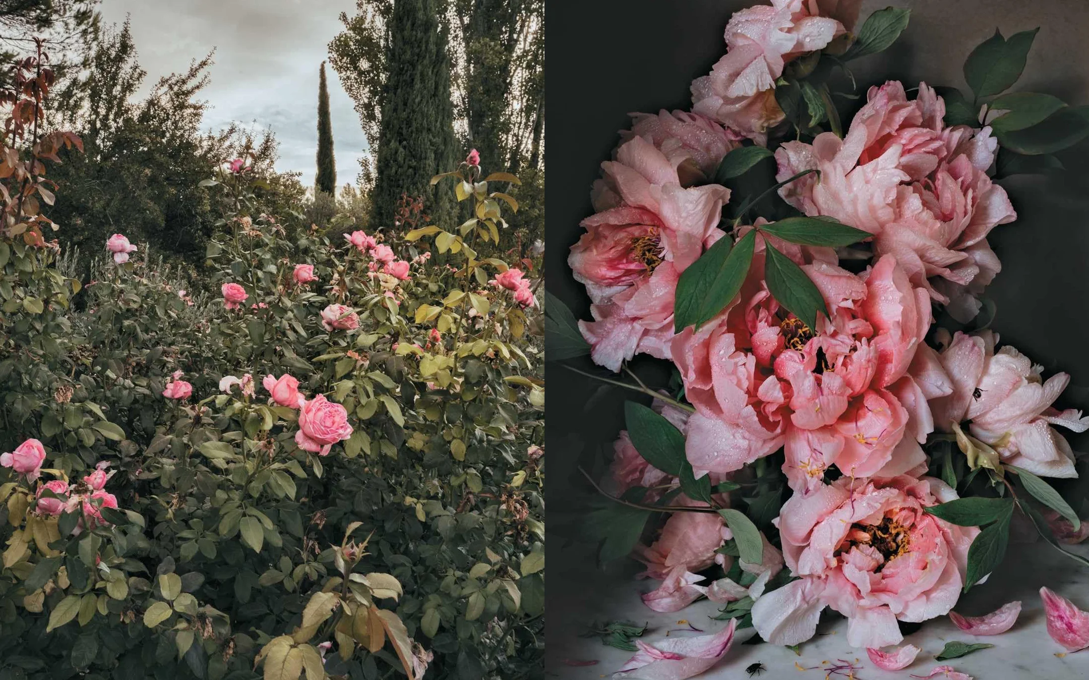 The Flowers of Provence