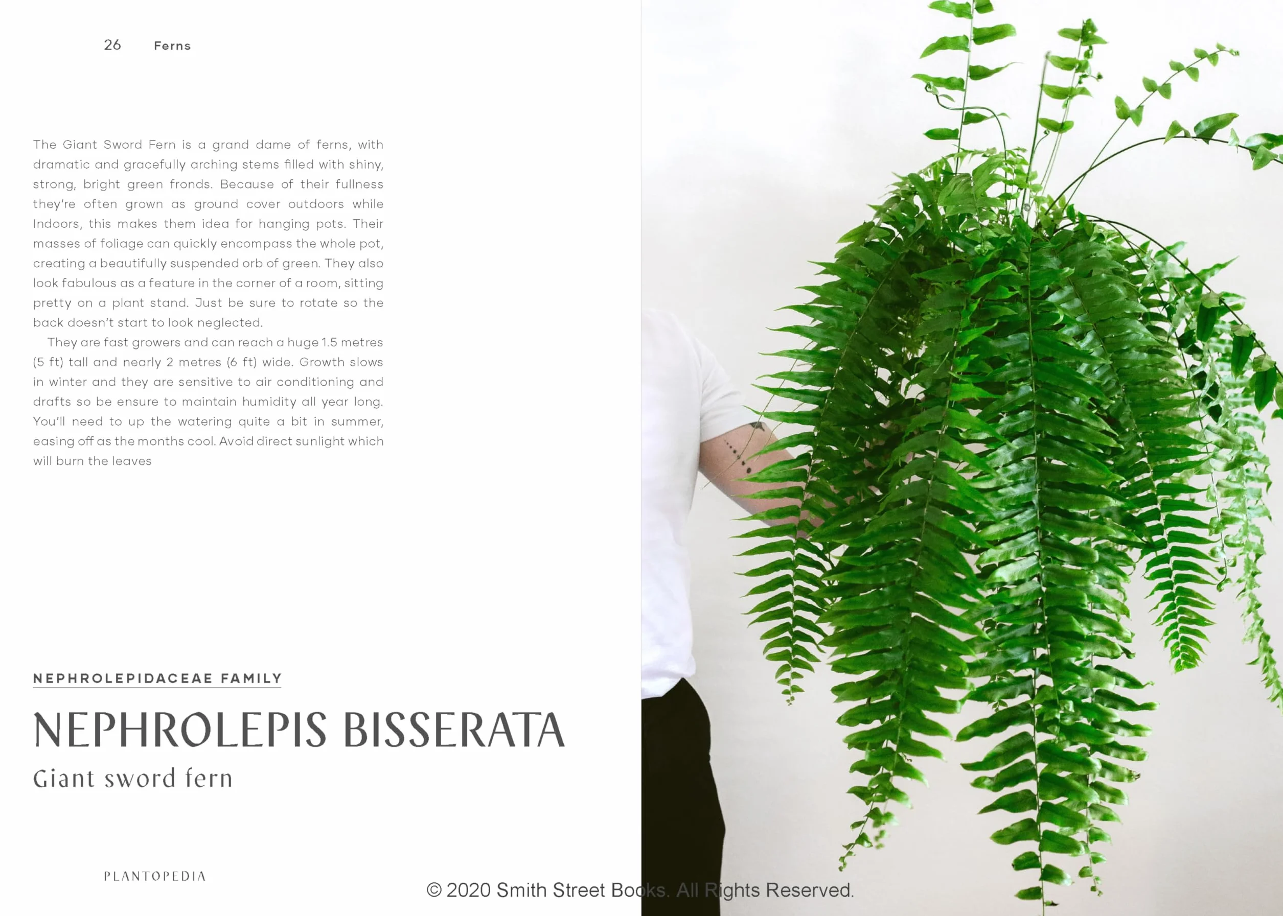 Plantopedia: The Definitive Guide to House Plants /anglais