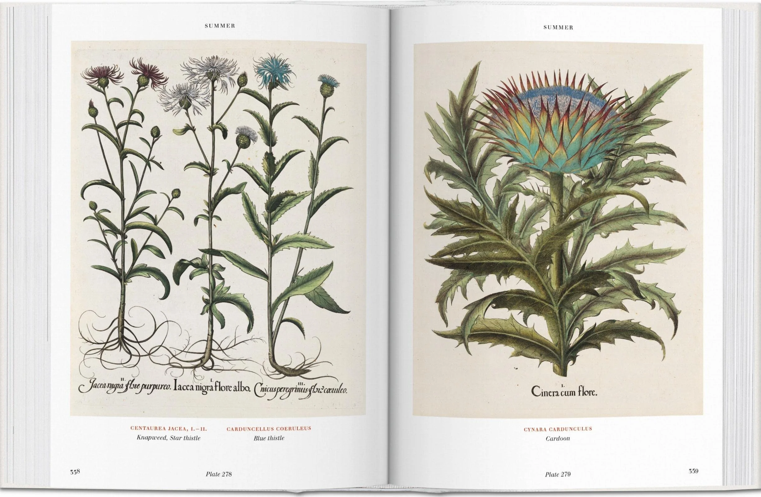 BU-l'herbier (garden at Eichstatt): L'Herbier. Hortus Eystettensis
