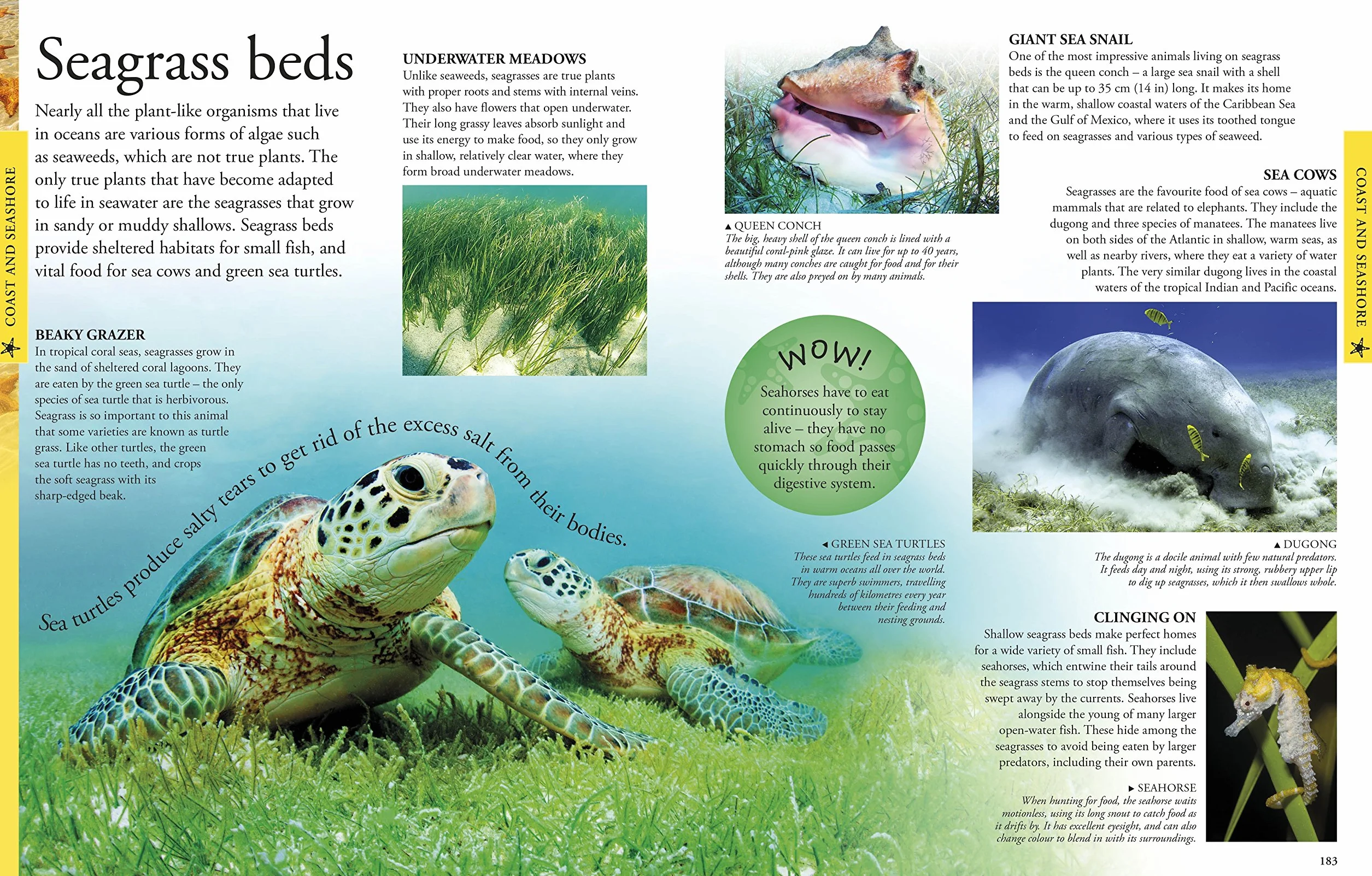 Ocean A Children's Encyclopedia