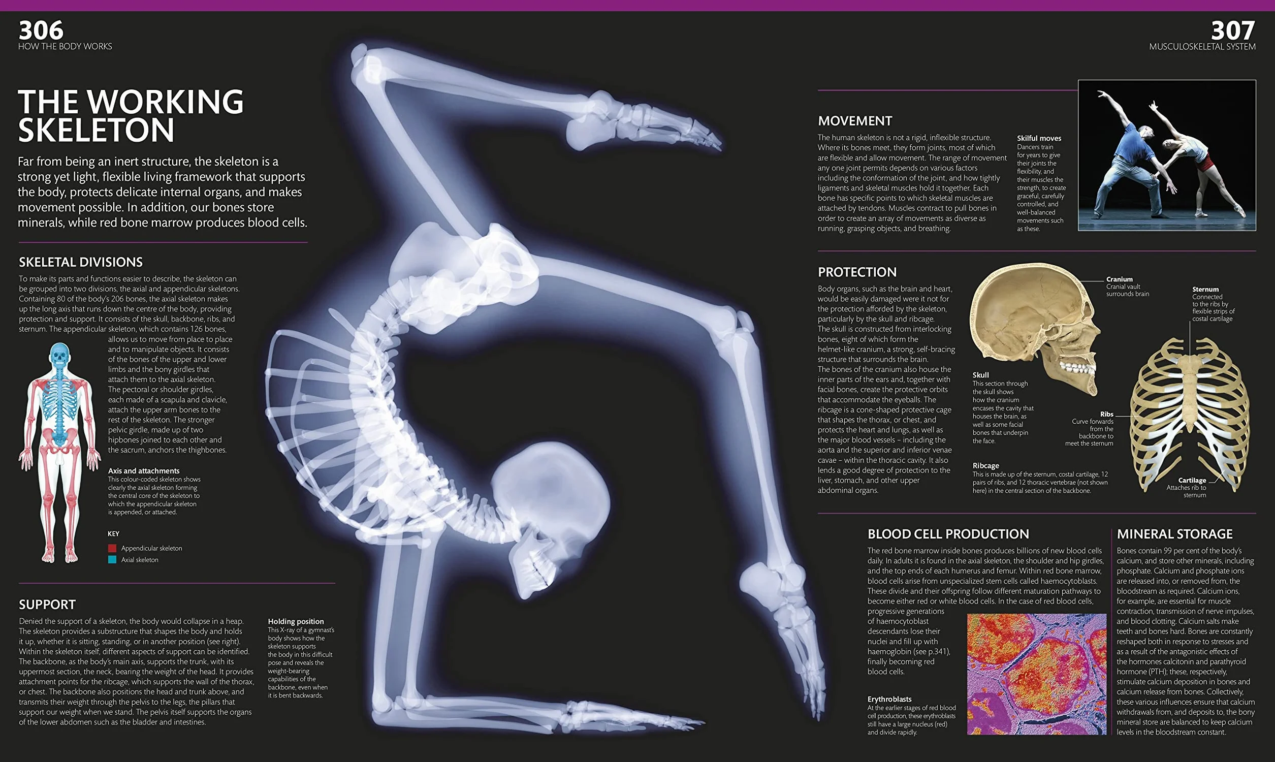 The Complete Human Body: The Definitive Visual Guide