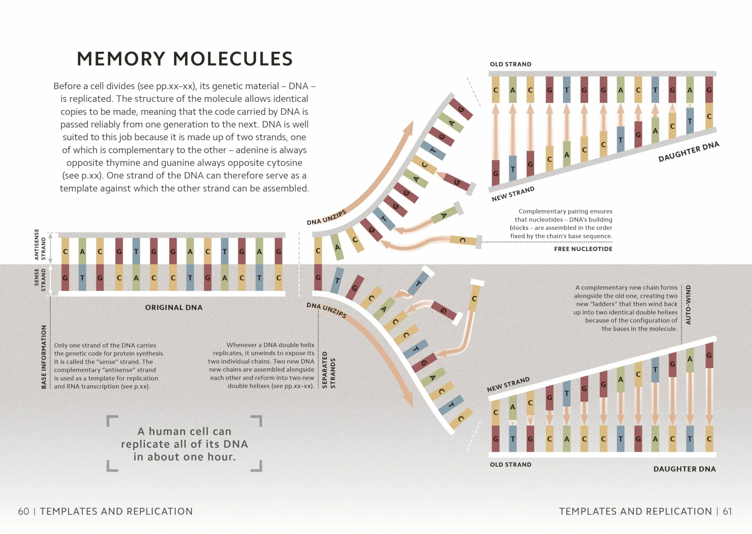 Simply Genetics: Facts Made Fast