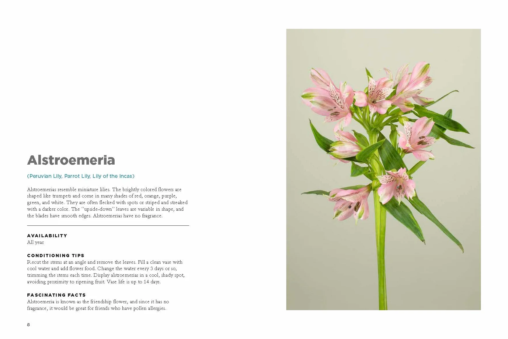 The Encyclopedia of Cut Flowers: What Flowers to Buy, When to Buy Them, and How to Keep Them Alive Longer