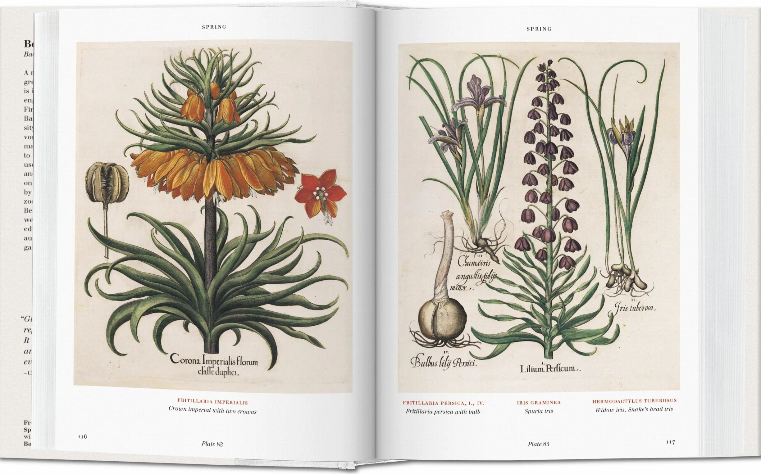 BU-l'herbier (garden at Eichstatt): L'Herbier. Hortus Eystettensis