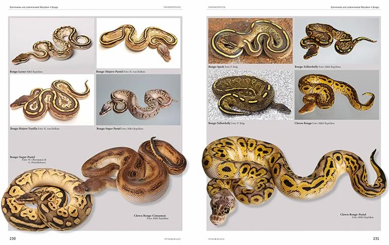 Python regius: Atlas of Colour Morphs, Keeping and Breeding
