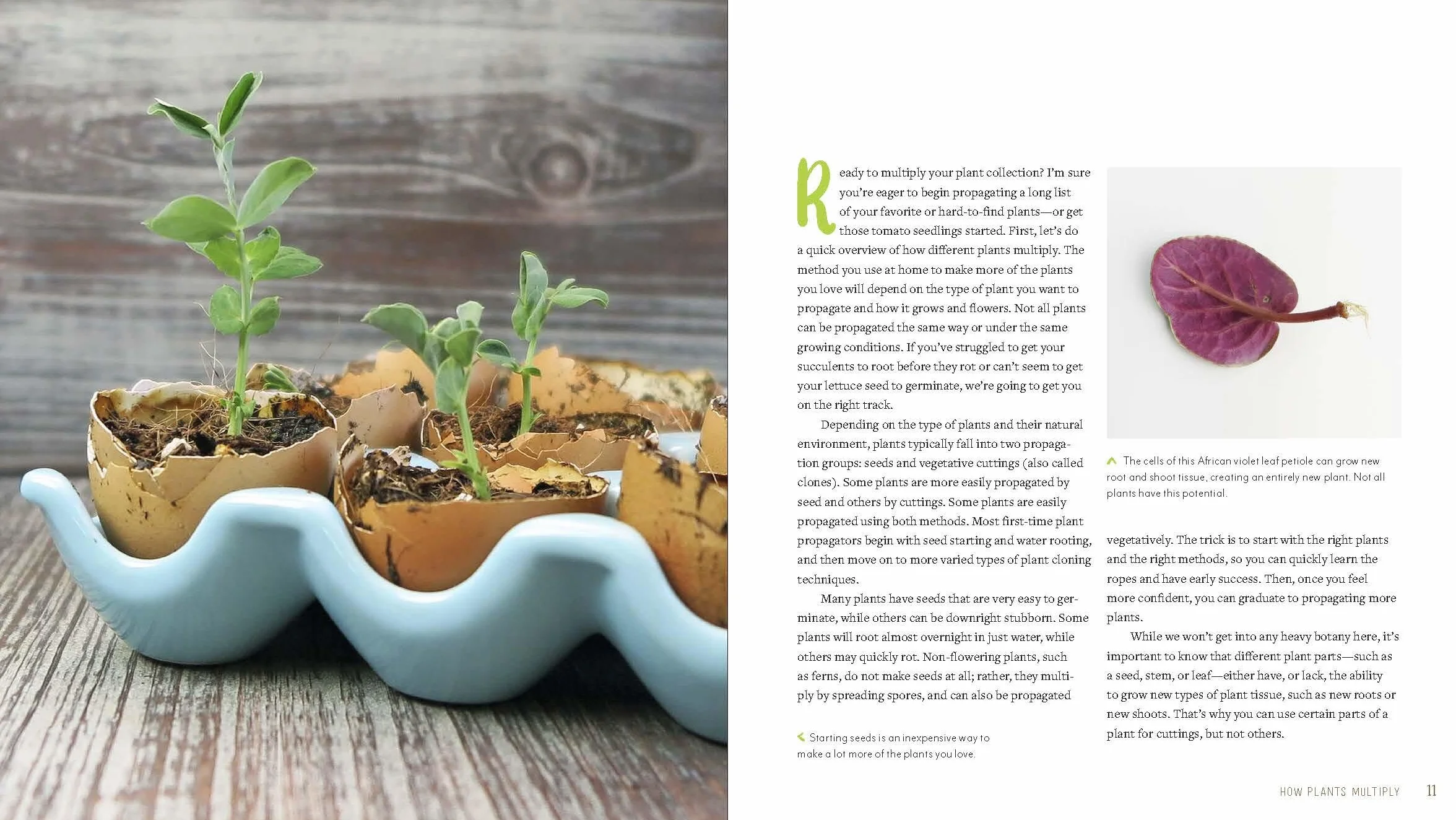 Plant Parenting: Easy Ways to Make More Houseplants, Vegetables, and Flowers
