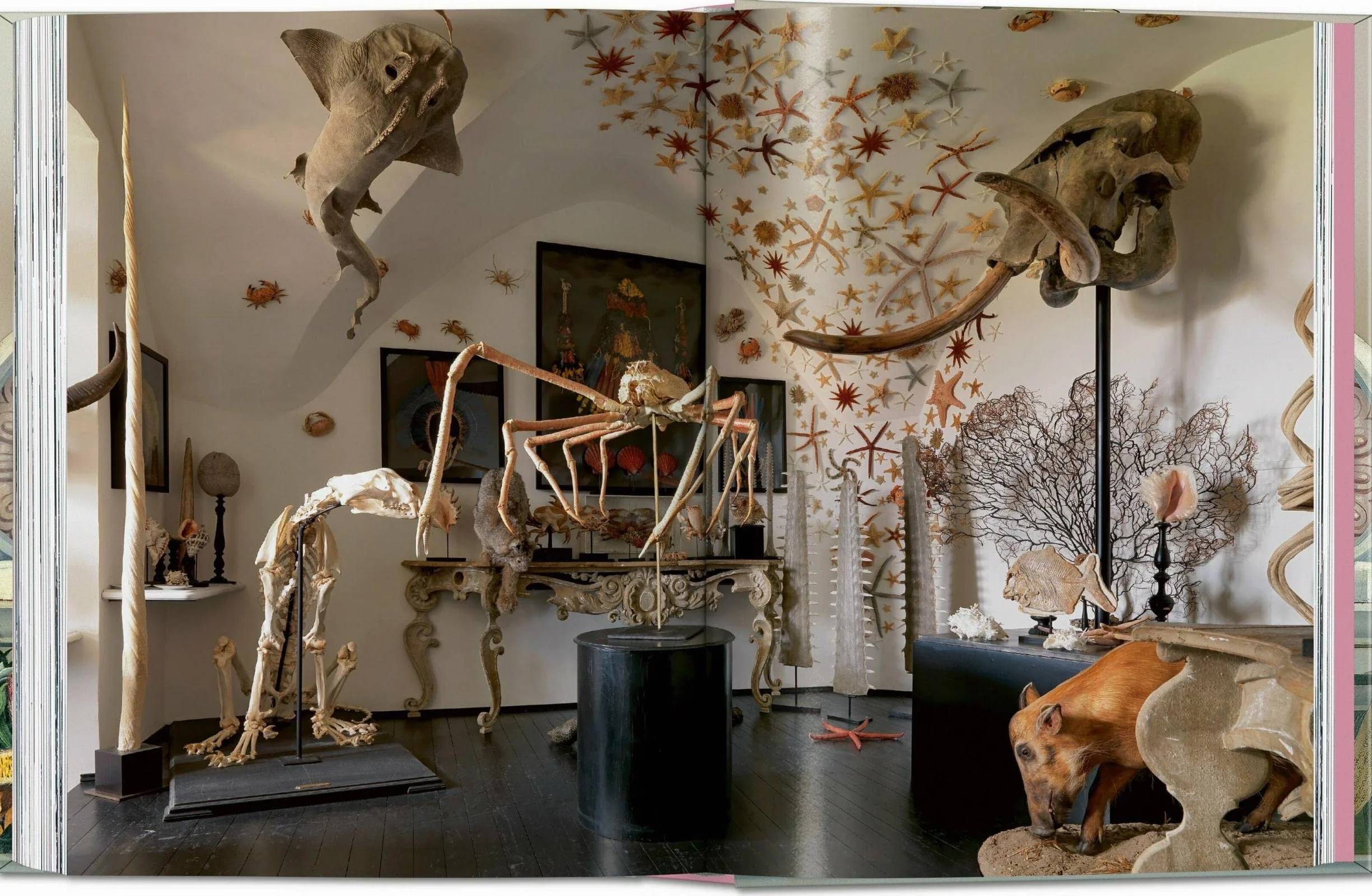 Massimo Listri: Cabinet of Curiosities: Cabinet of Curiosities. 45th Ed.
