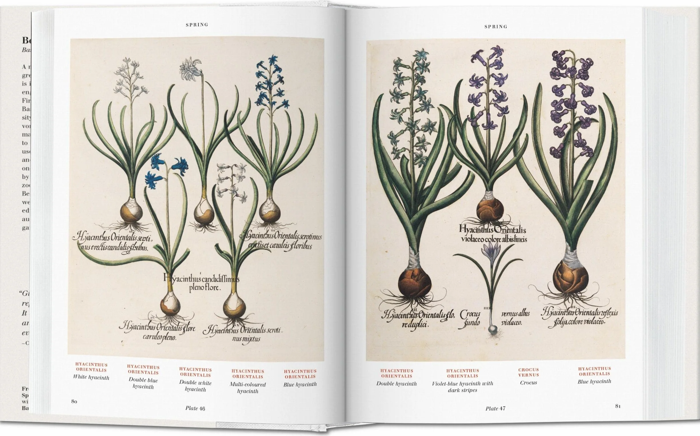 BU-l'herbier (garden at Eichstatt): L'Herbier. Hortus Eystettensis