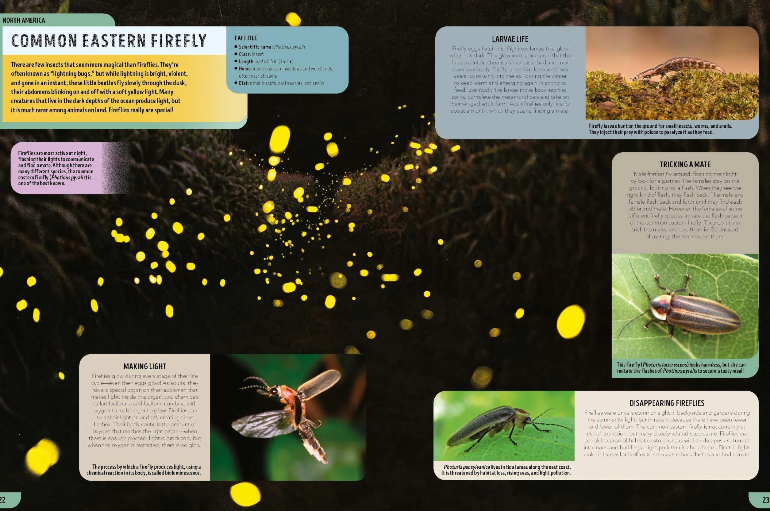 The Bugs Book 1ed -anglais-: Meet Over 100 Incredible Creepy-Crawlies That Share Our Planet