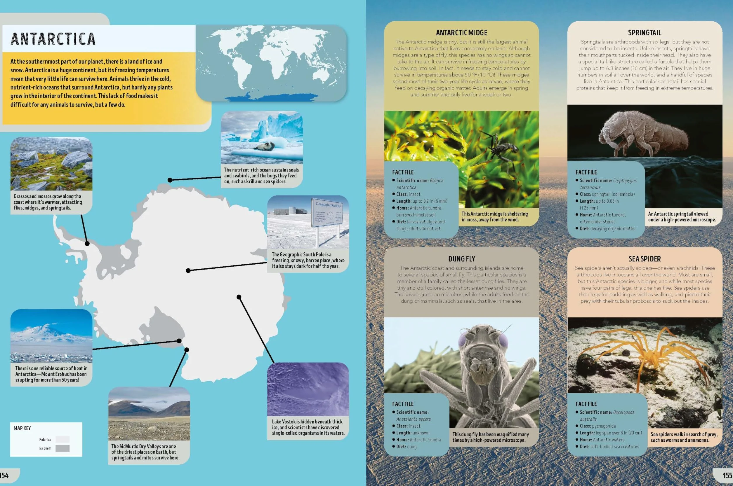 The Bugs Book 1ed -anglais-: Meet Over 100 Incredible Creepy-Crawlies That Share Our Planet
