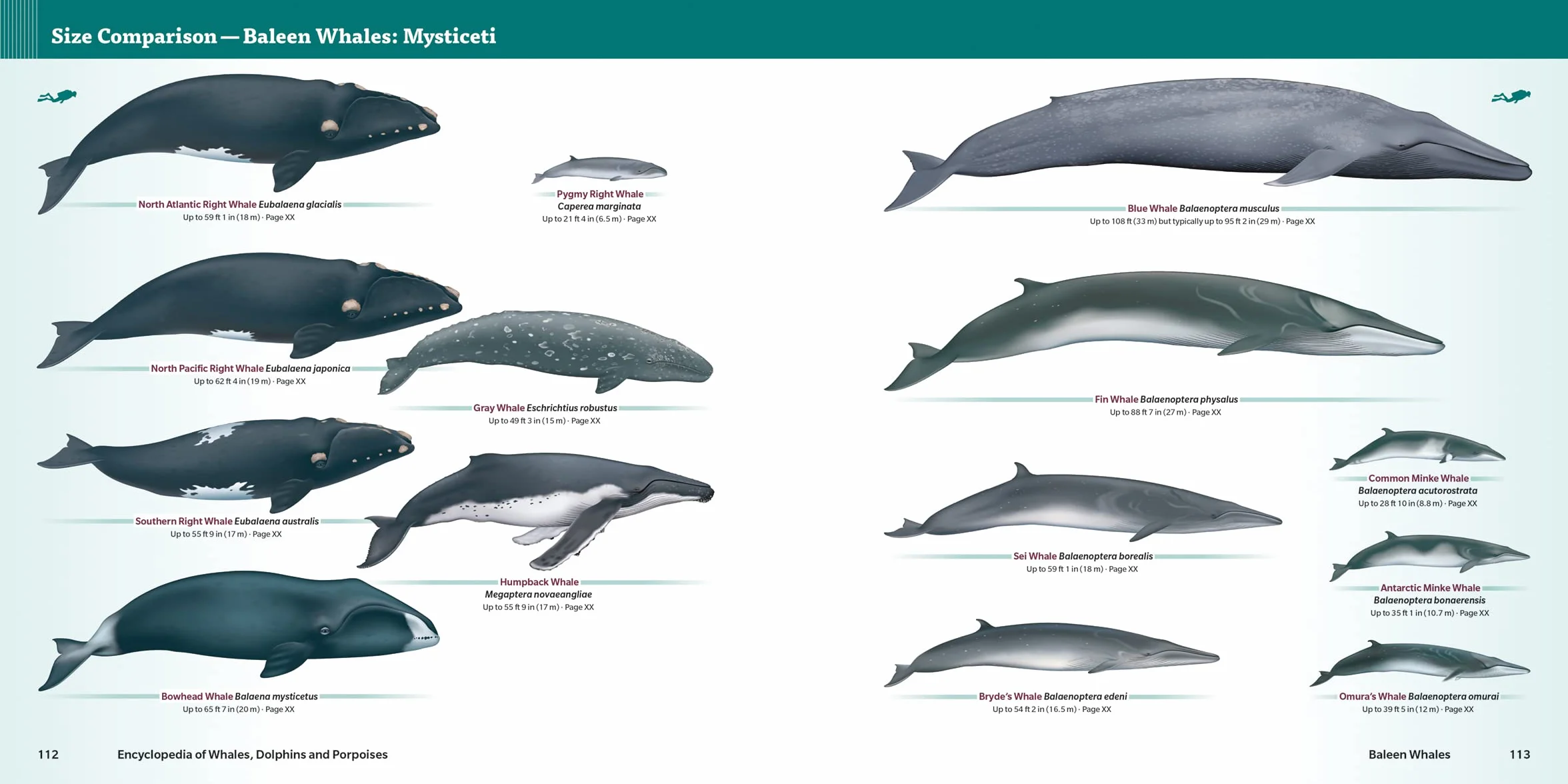Encyclopedia of Whales, Dolphins and Porpoises