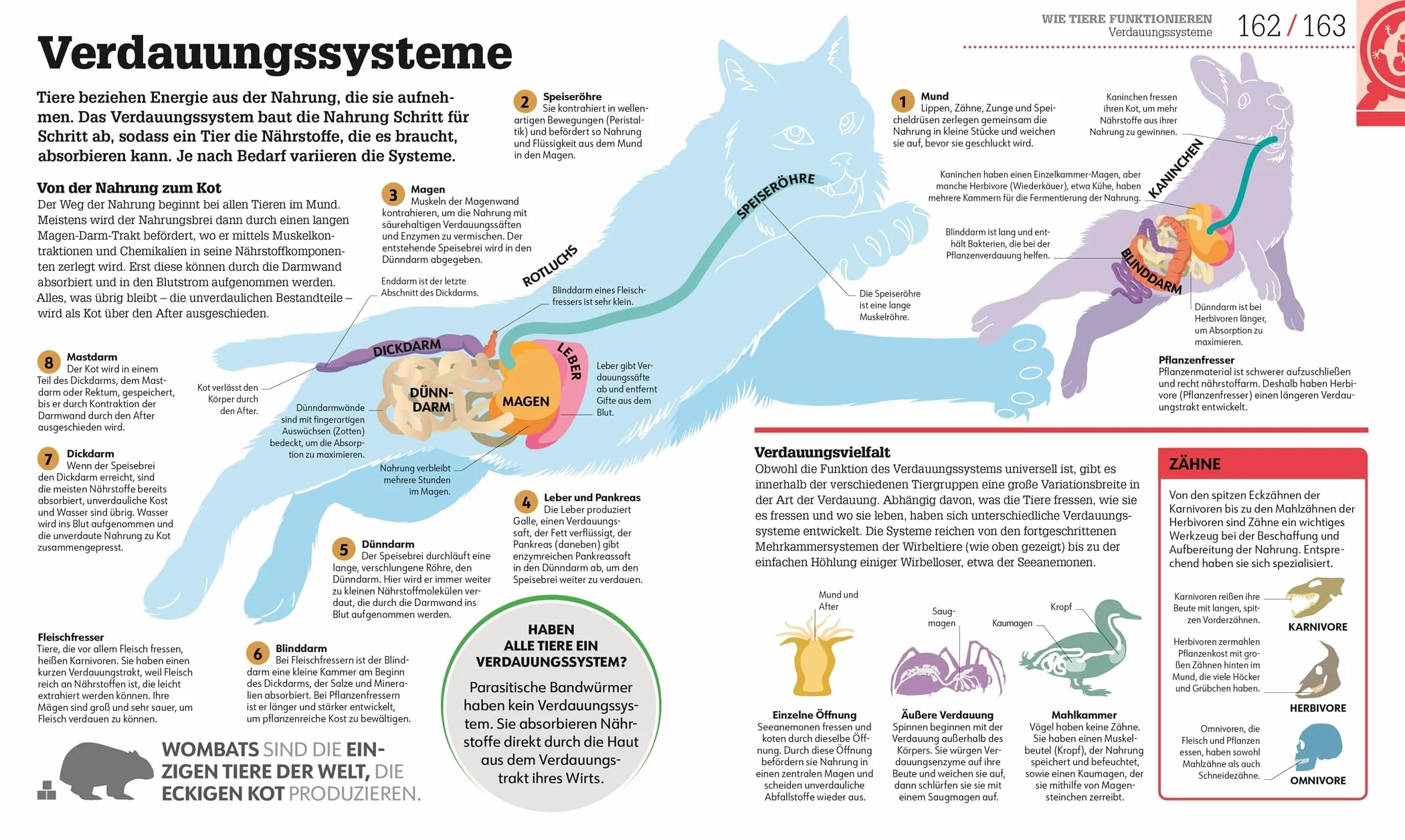 #dkinfografik. Biologie einfach erklärt: Genetik, Evolution, Ökologie. Leicht verständliche und visuell aufbereitete Einführung in die Biologie