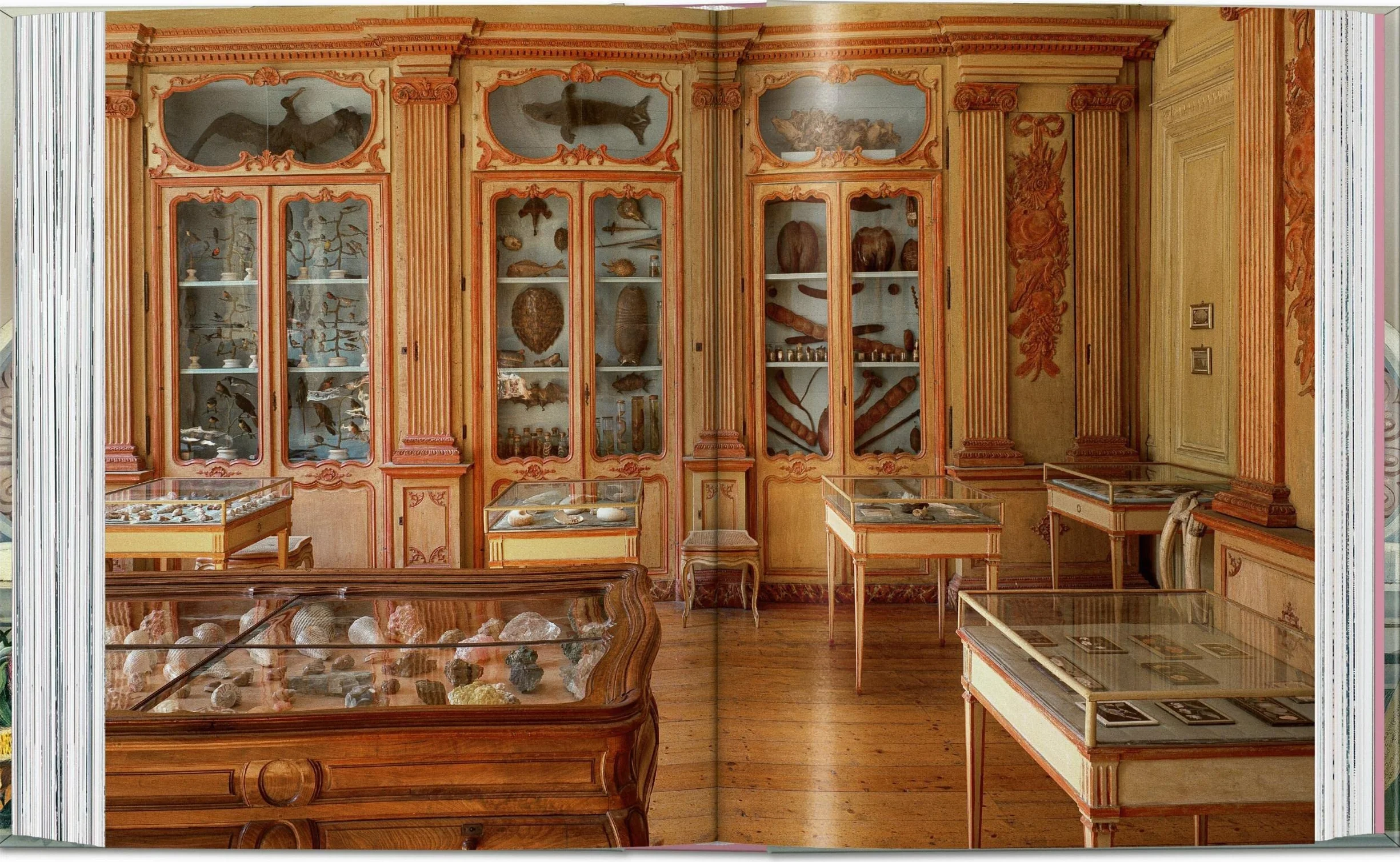 Massimo Listri: Cabinet of Curiosities: Cabinet of Curiosities. 45th Ed.