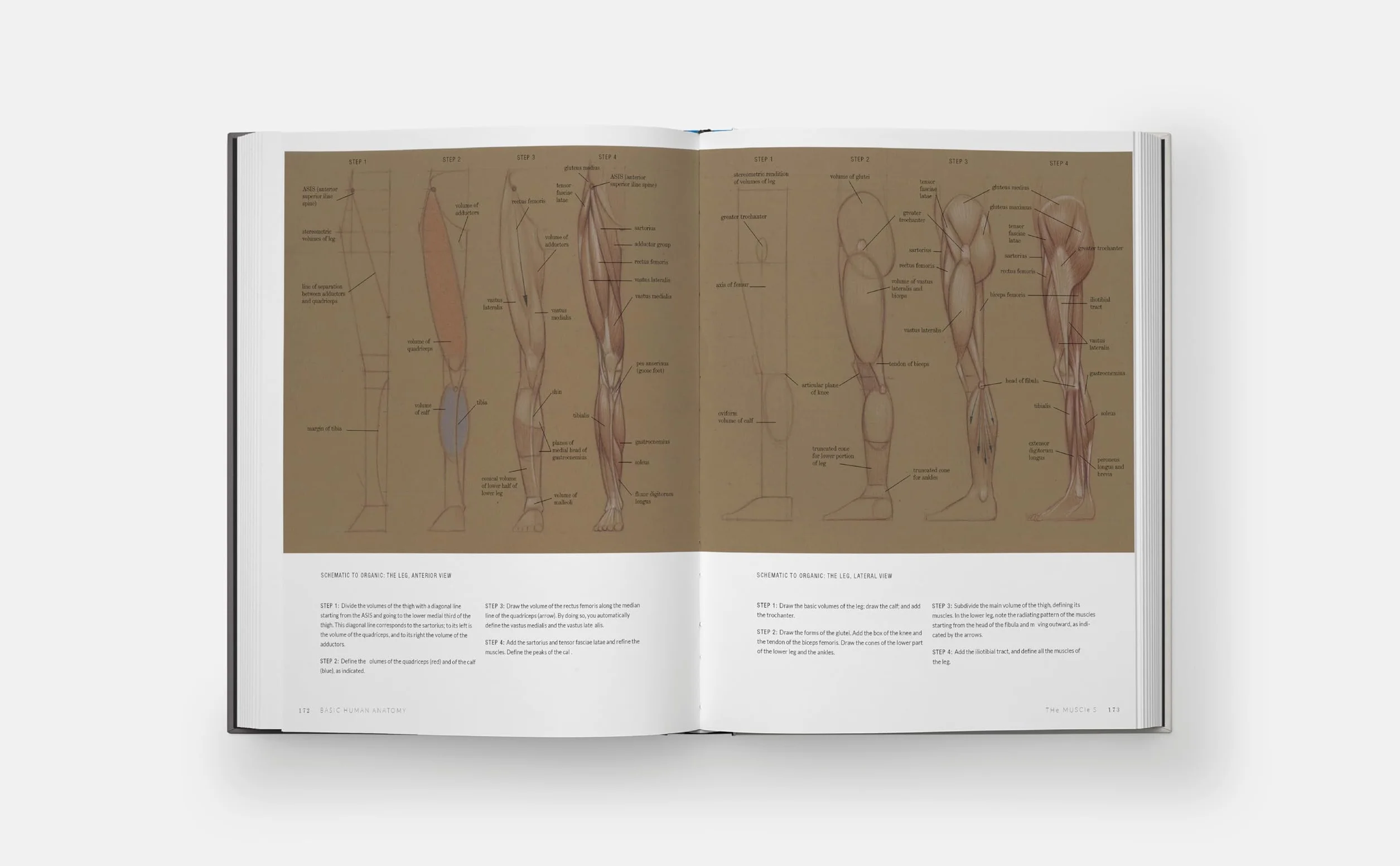 Basic Human Anatomy: An Essential Visual Guide for Artists
