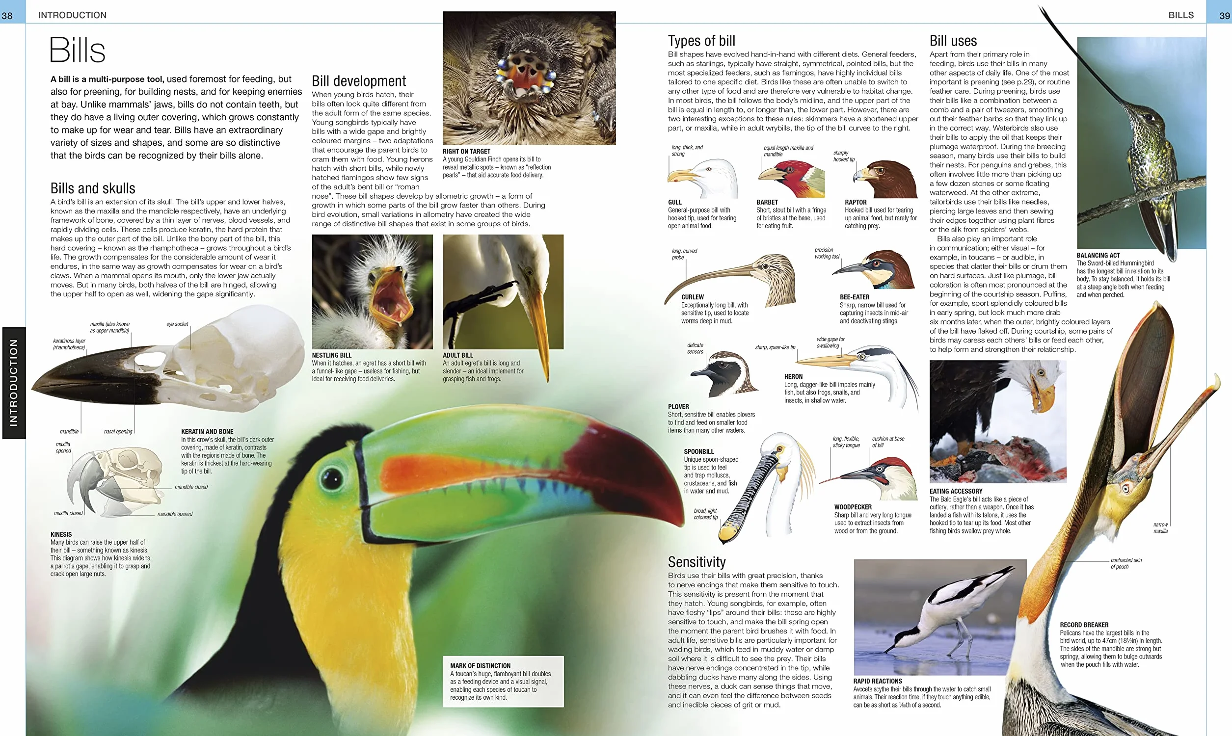 Bird: The Definitive Visual Guide