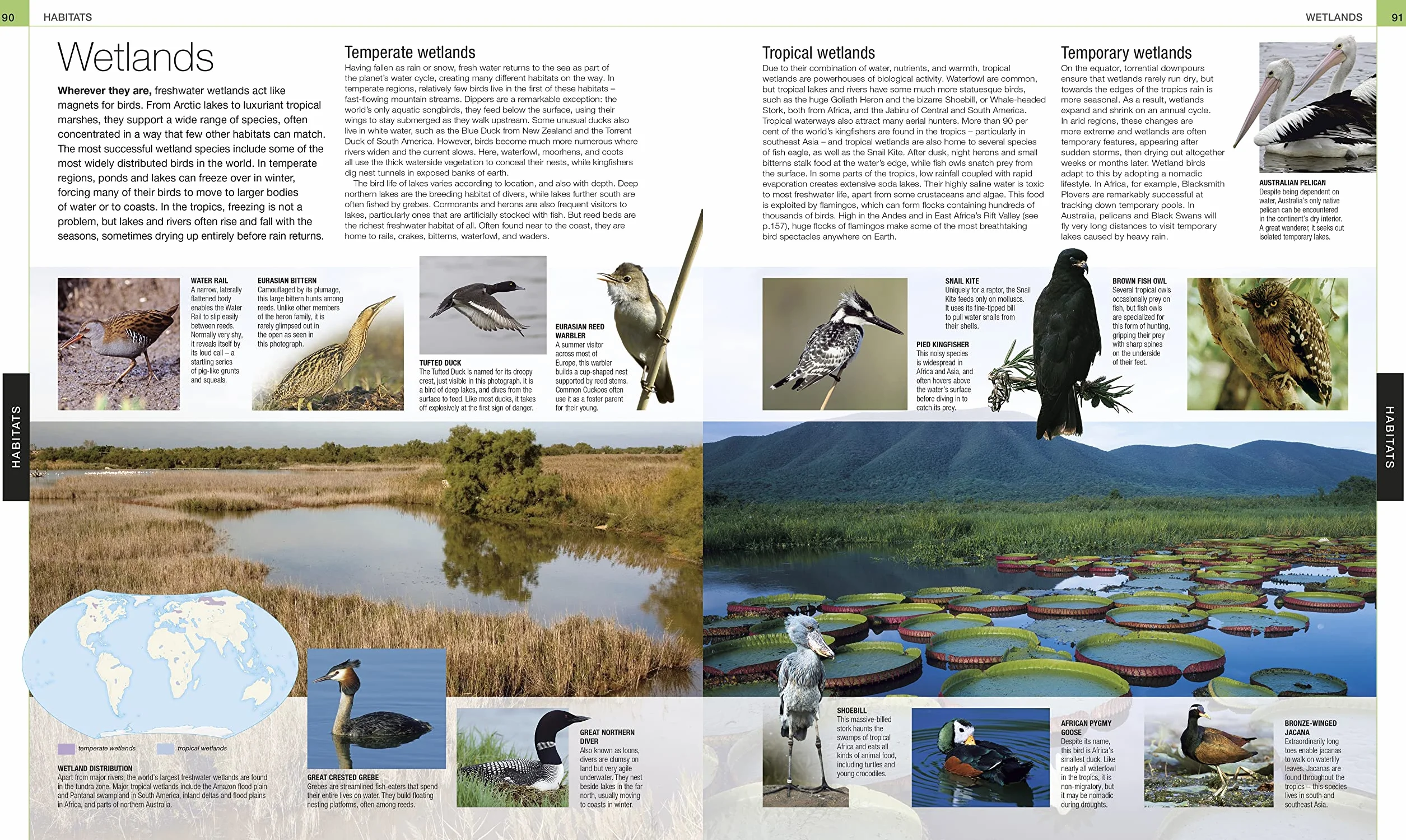 Bird: The Definitive Visual Guide