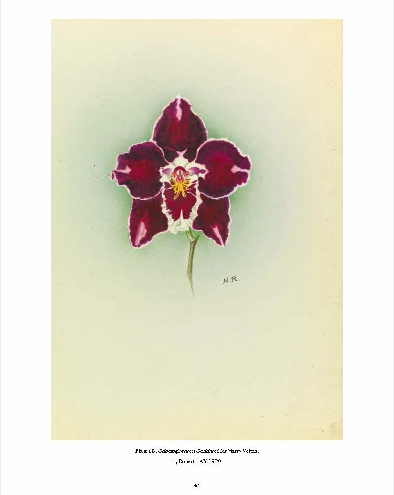 RHS Orchids /anglais: A History Through Botanical Illustration