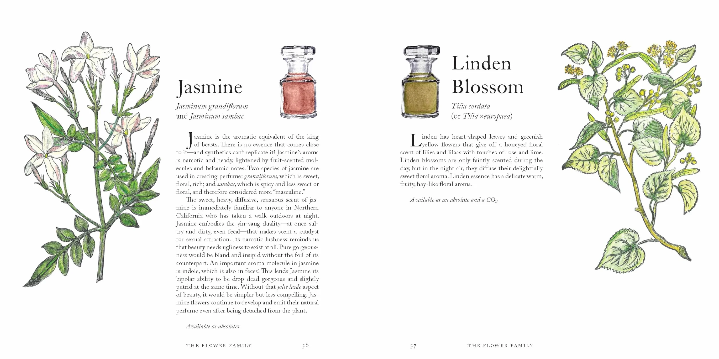The Museum of Scent Exploring the Curious and Wondrous World of Fragrance /anglais