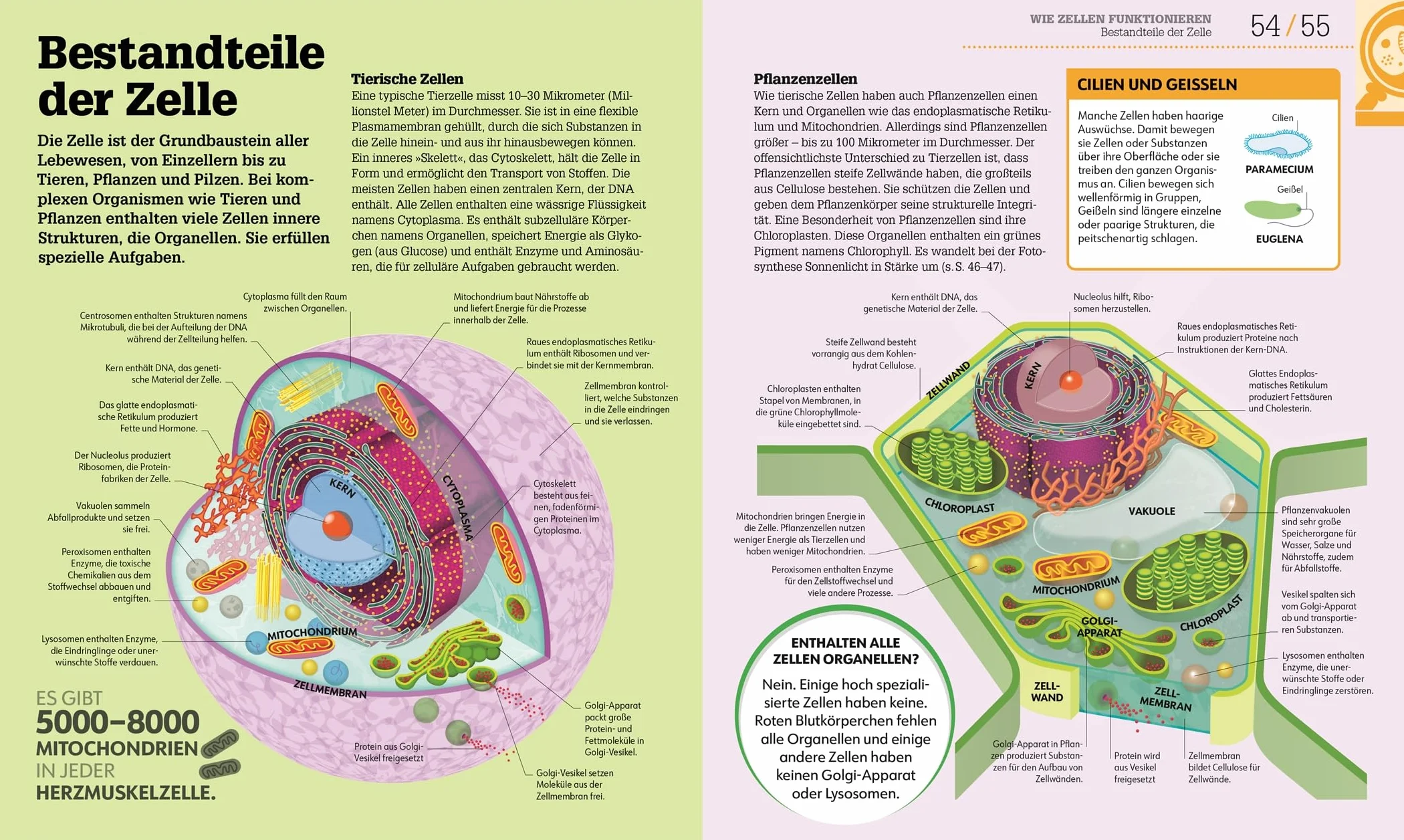 #dkinfografik. Biologie einfach erklärt: Genetik, Evolution, Ökologie. Leicht verständliche und visuell aufbereitete Einführung in die Biologie