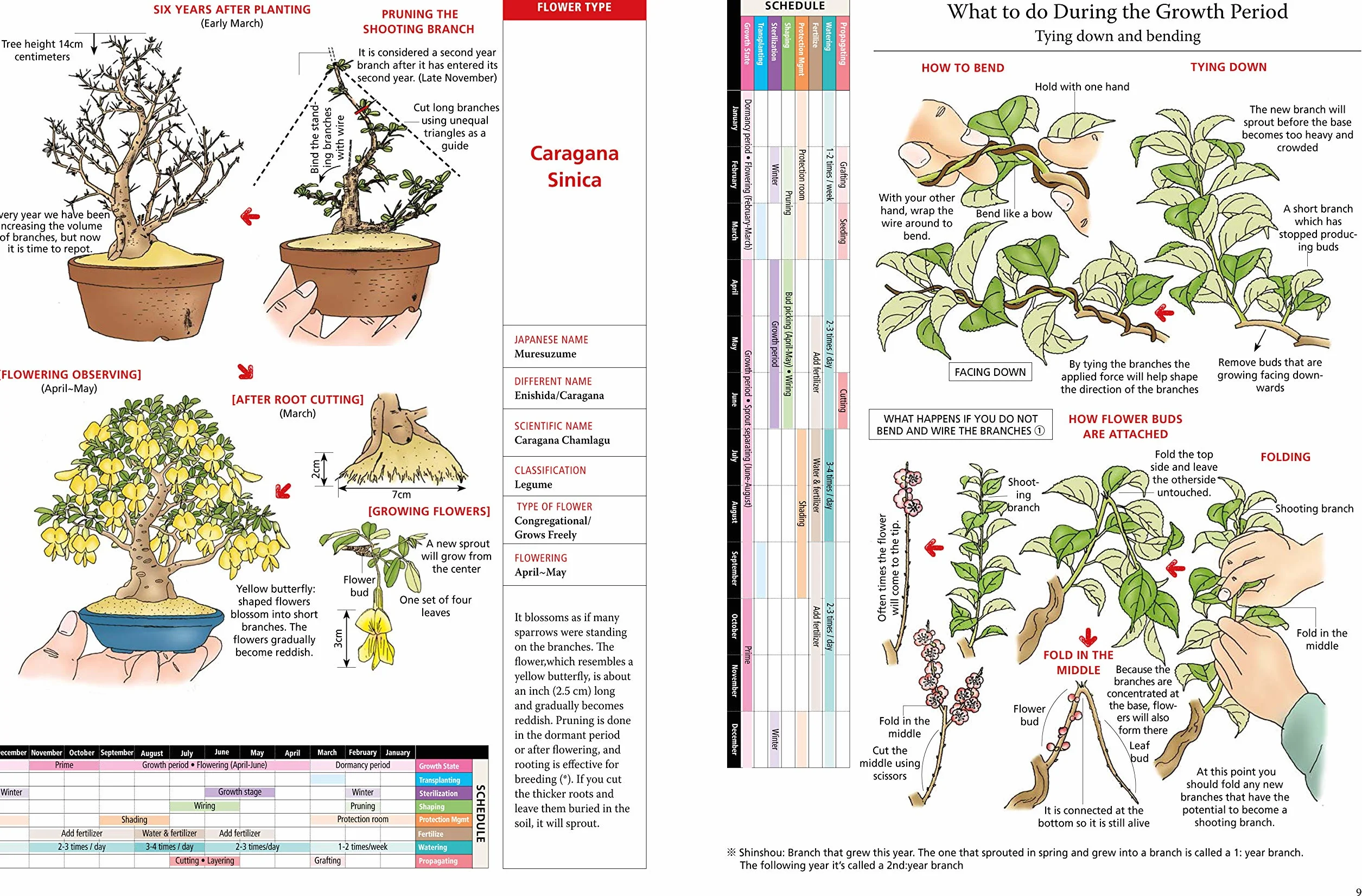 Introduction to Bonsai: The Complete Illustrated Guide for Beginners (with Monthly Growth Schedules and Over 2,000 Illustrations)