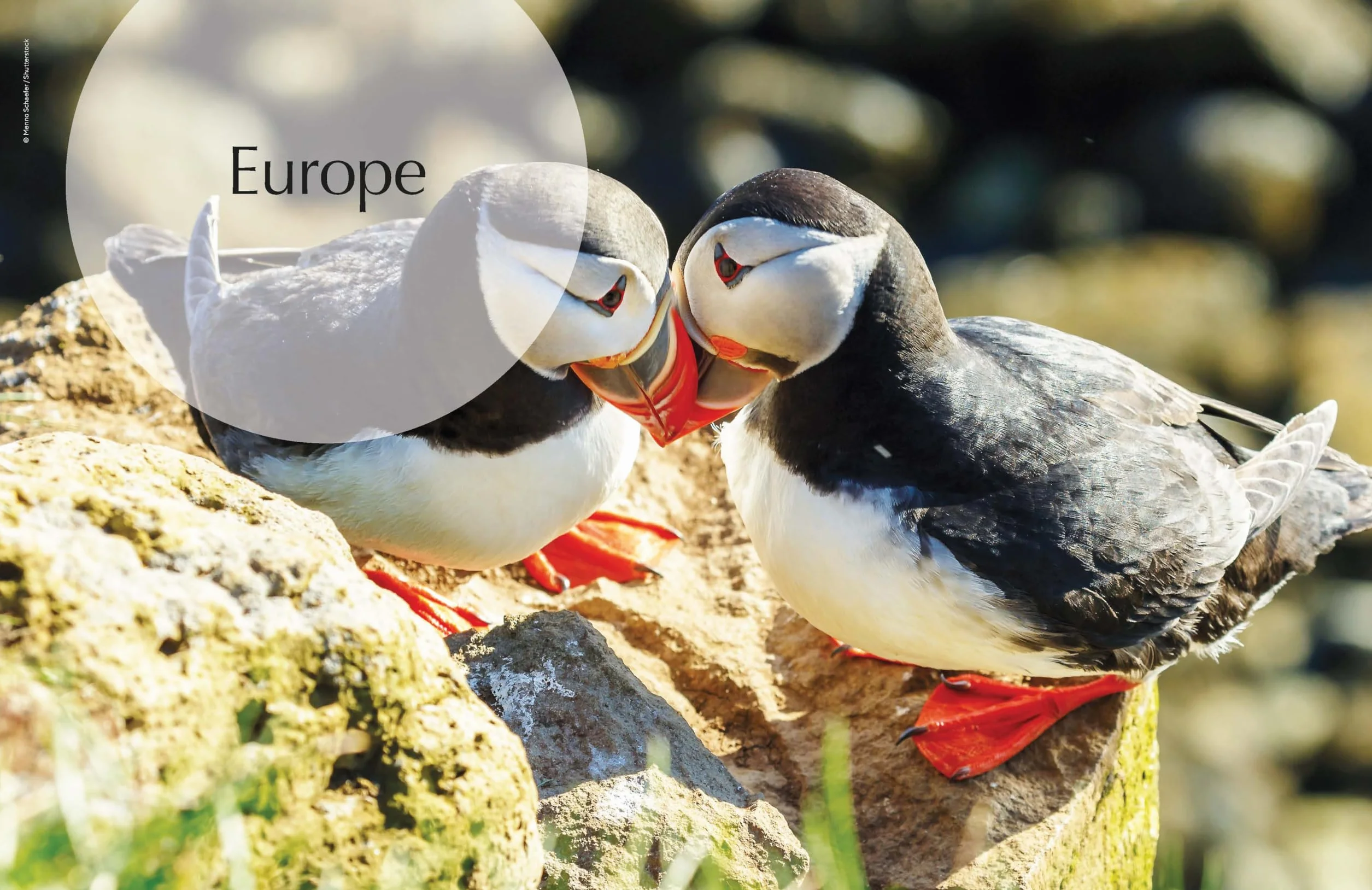 The Joy of Birdwatching - anglais: The World's Most Joyous Birding Adventures | Connect with Nature & Meet Remarkable Creatures | Packed with Tips on Where & When to Go