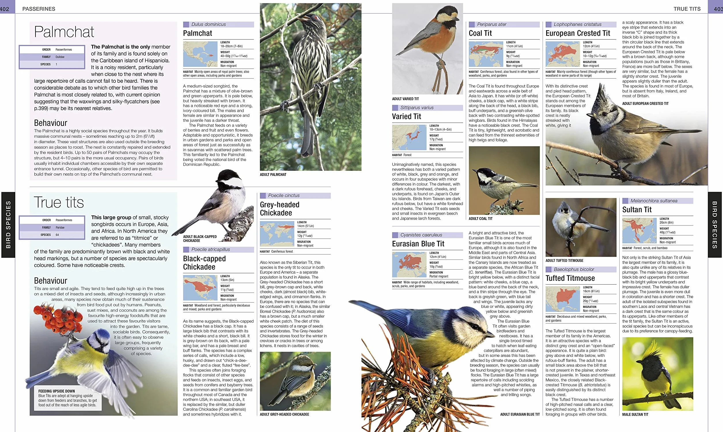 Bird: The Definitive Visual Guide
