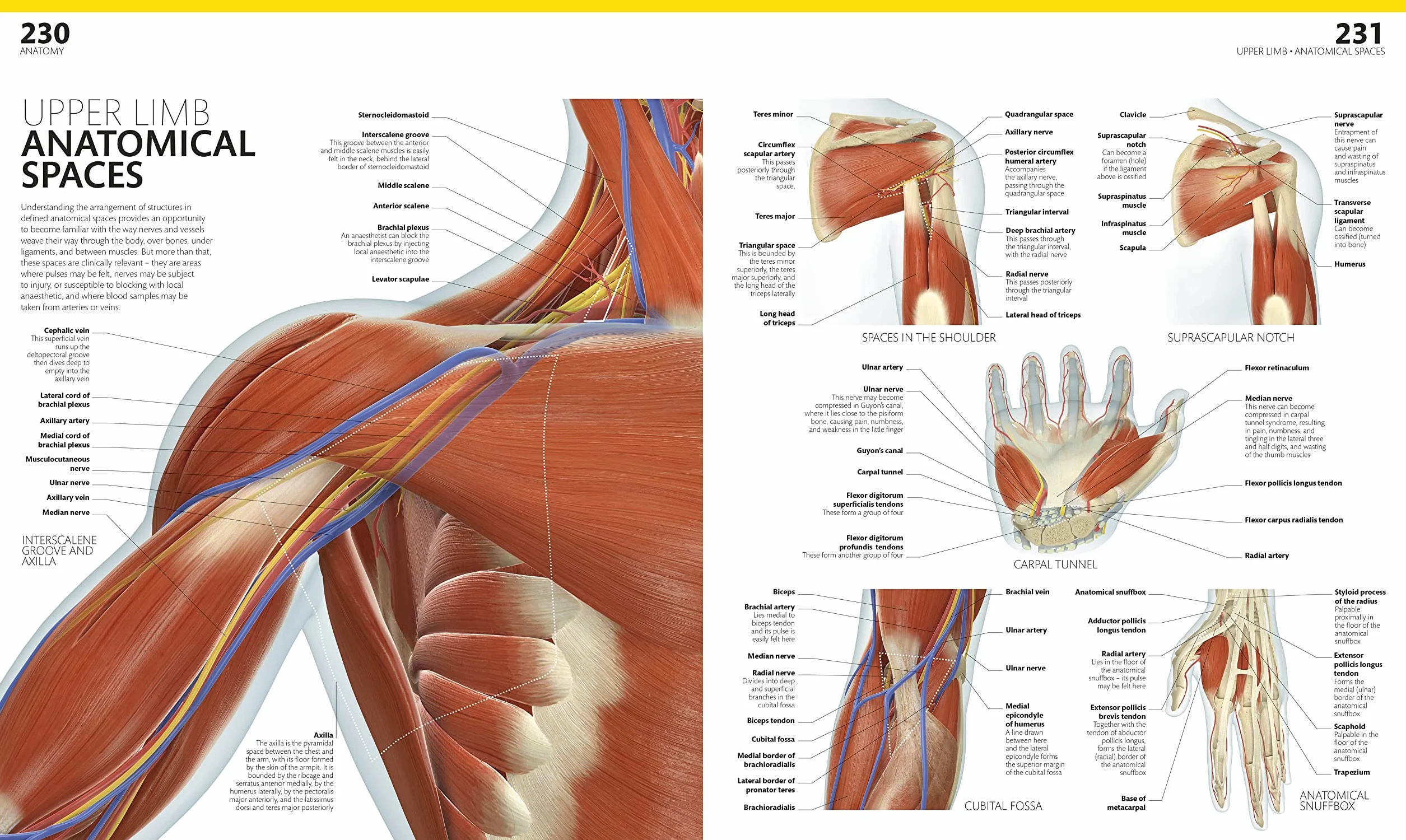 The Complete Human Body: The Definitive Visual Guide
