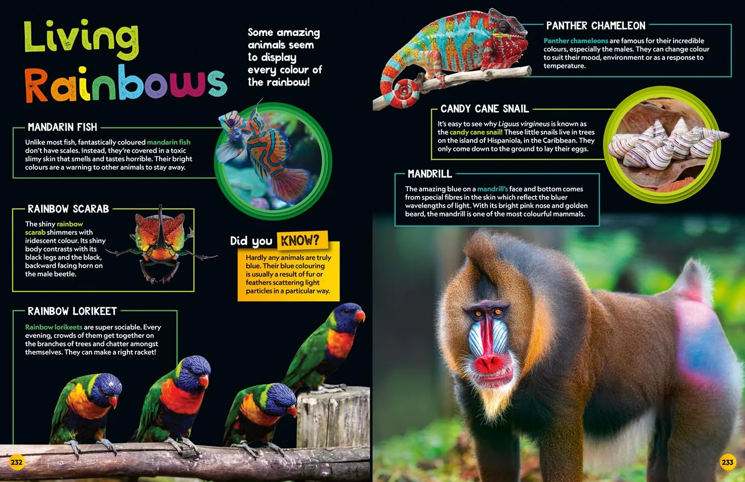 Weird but true! 2025: Discover weird, unbelievable facts and world records in this popular annual for the whole family