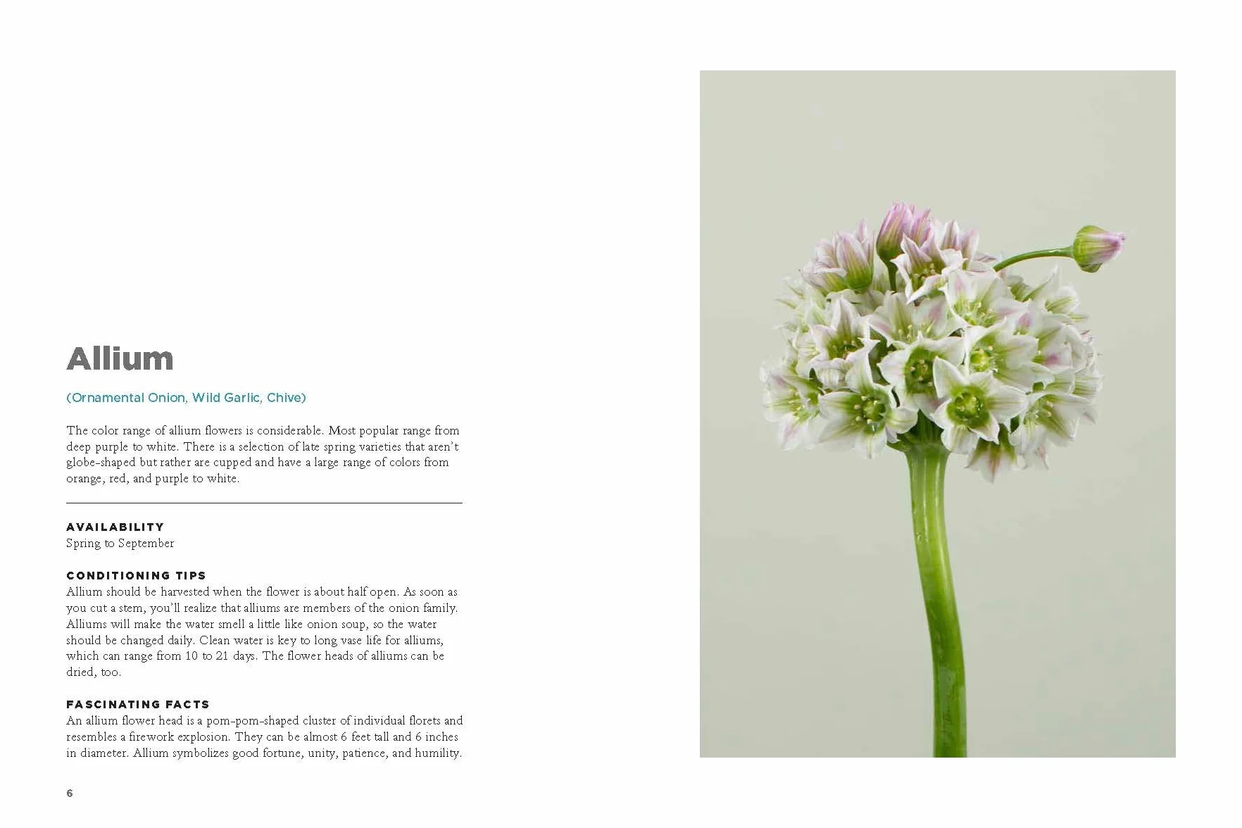 The Encyclopedia of Cut Flowers: What Flowers to Buy, When to Buy Them, and How to Keep Them Alive Longer