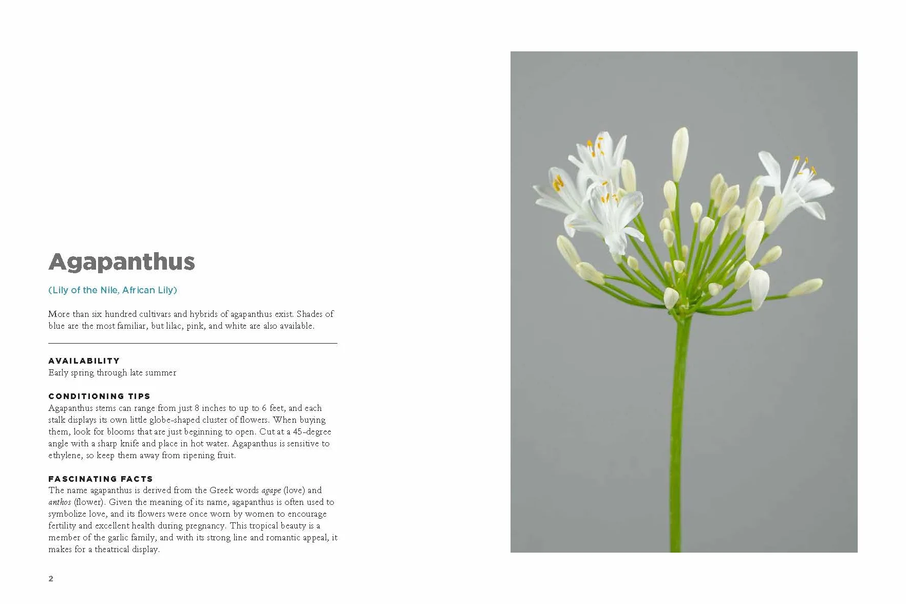 The Encyclopedia of Cut Flowers: What Flowers to Buy, When to Buy Them, and How to Keep Them Alive Longer