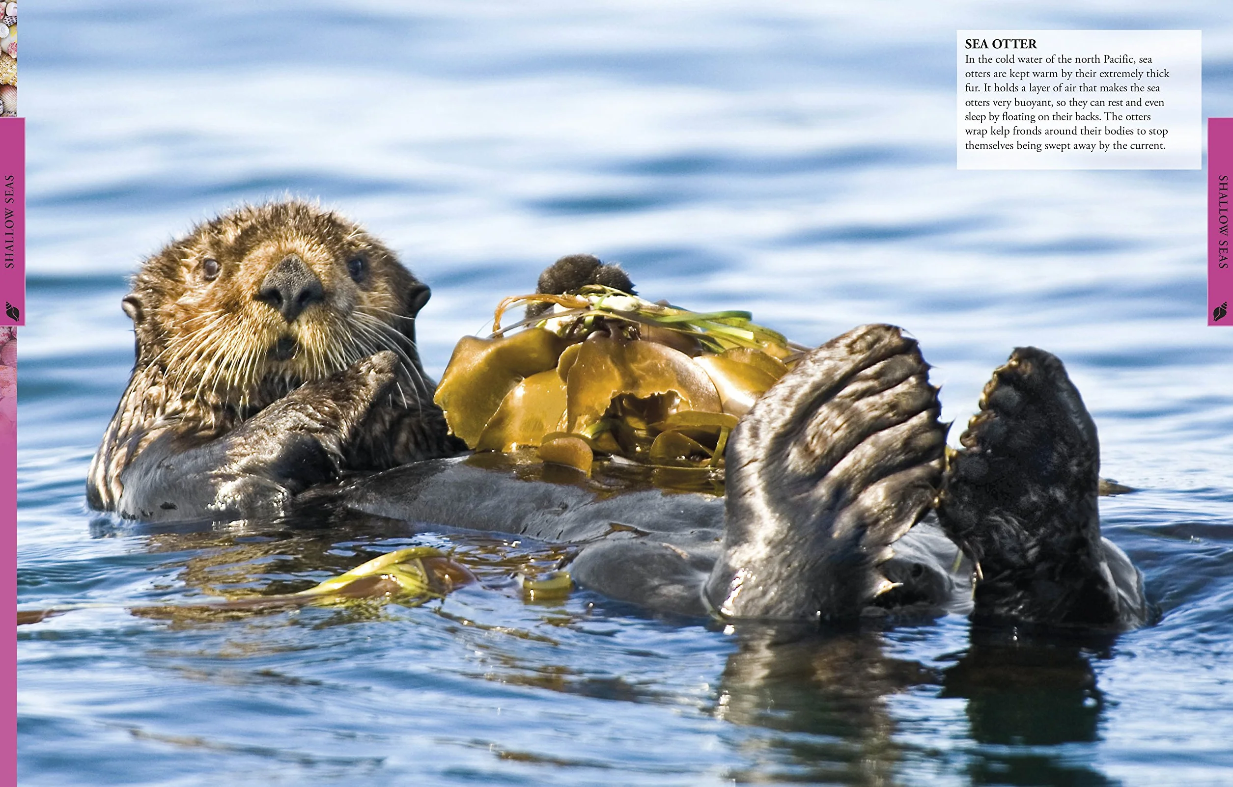 Ocean A Children's Encyclopedia