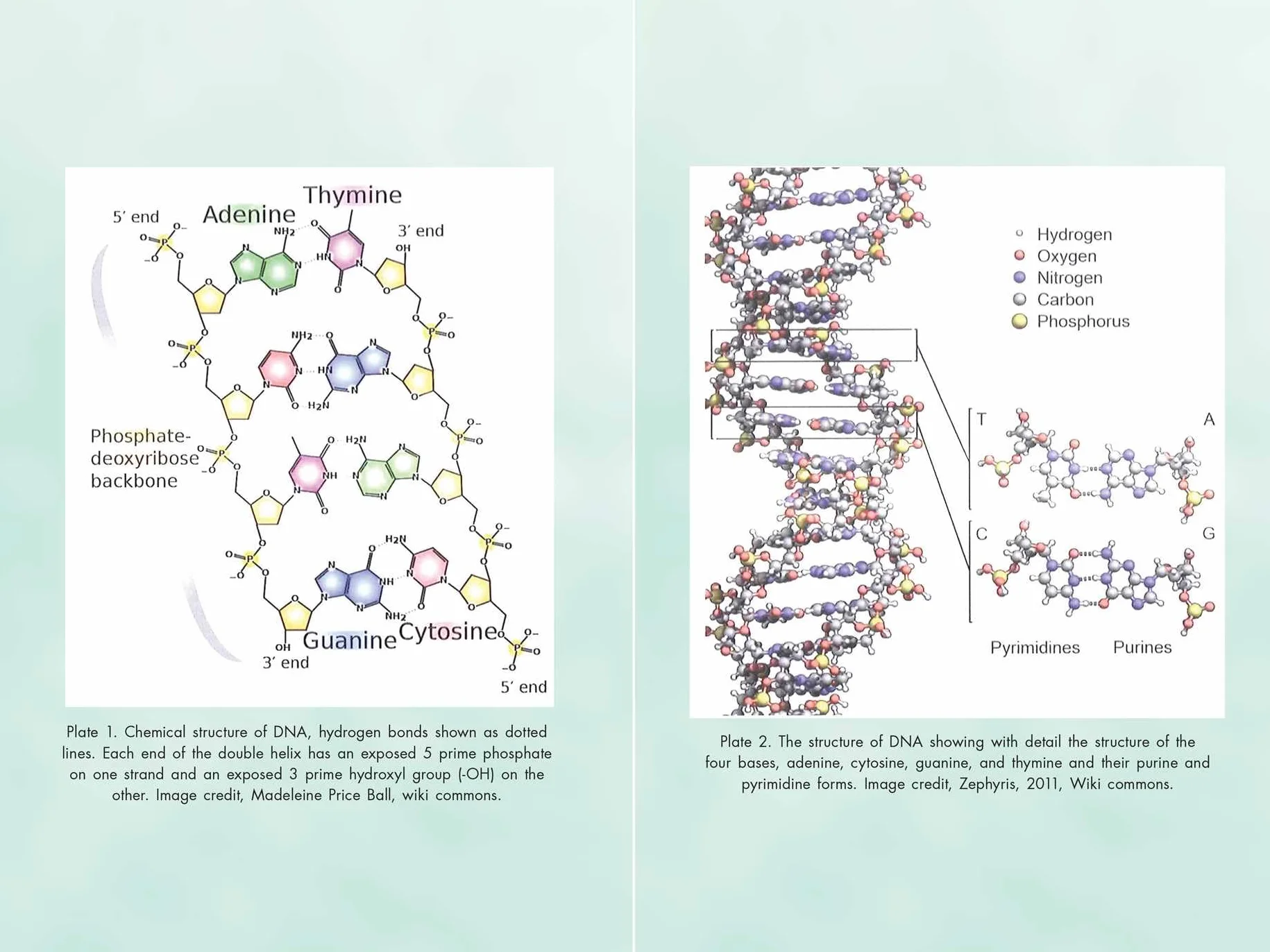 Activating Our 12-Stranded DNA: Secrets of Dodecahedral DNA for Completing Our Human Evolution
