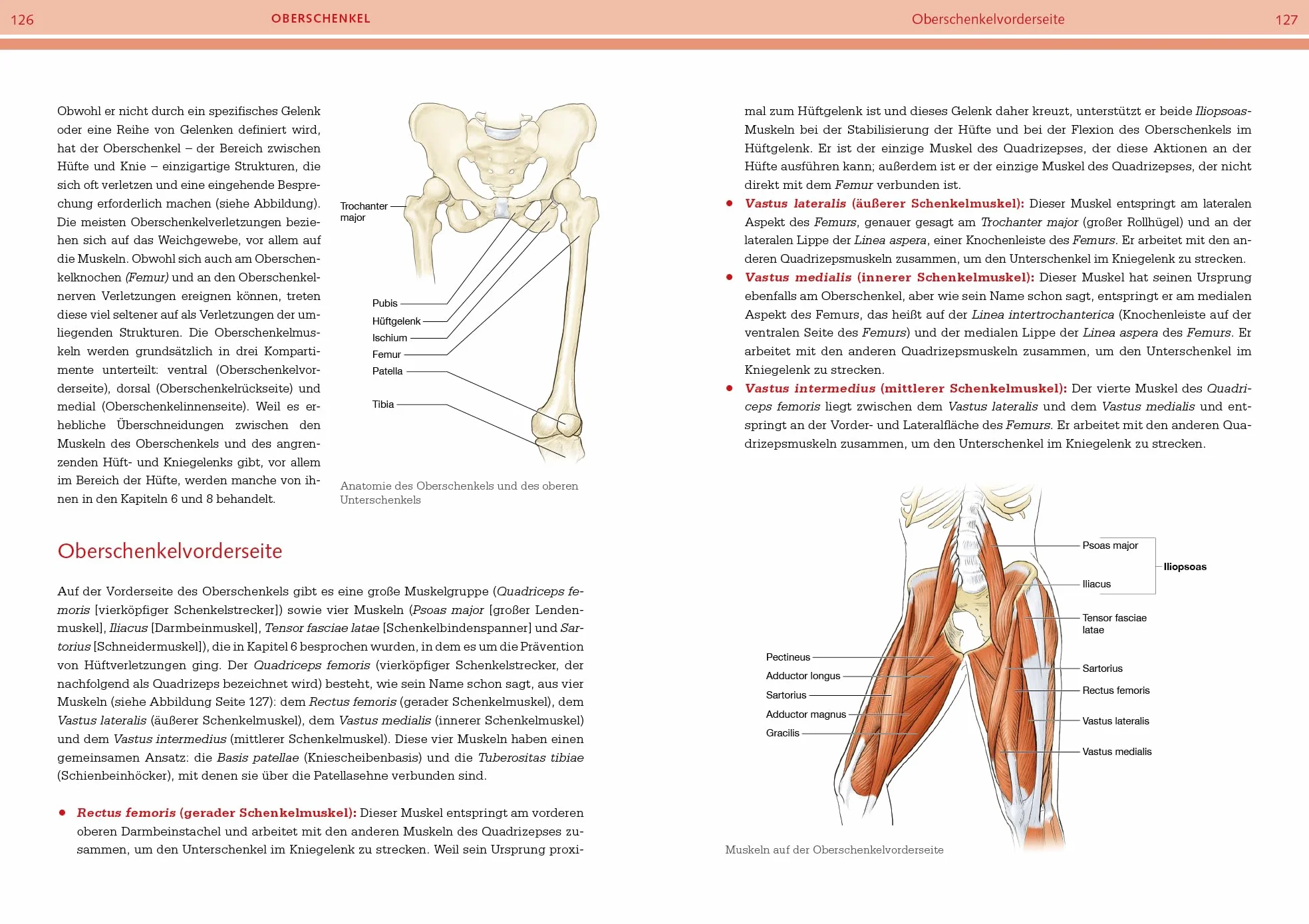 Prävention von Sportverletzungen - Anatomie: Ihr illustrierter Begleiter, um belastbarer zu werden und beschwerdefrei zu trainieren: 6