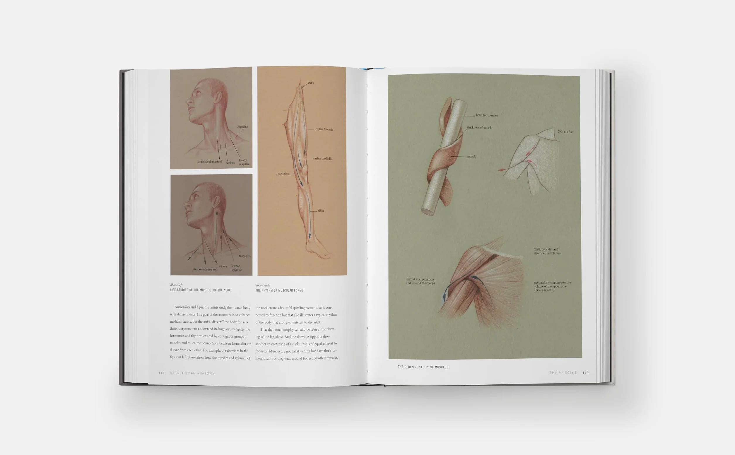 Basic Human Anatomy: An Essential Visual Guide for Artists