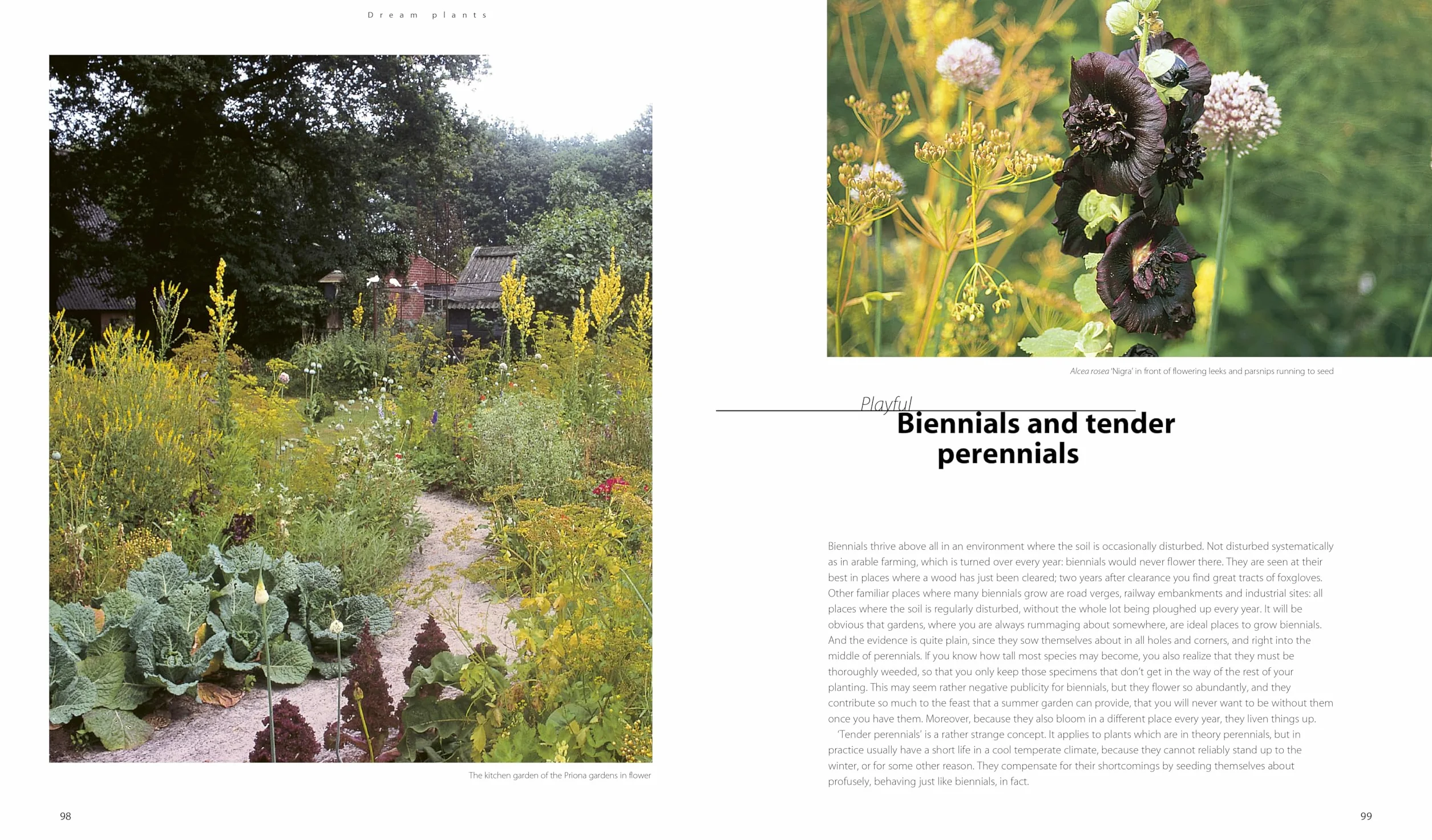 Dream Plants for the Natural Garden /anglais: Over 1,200 Beautiful and Reliable Plants for a Natural Garden