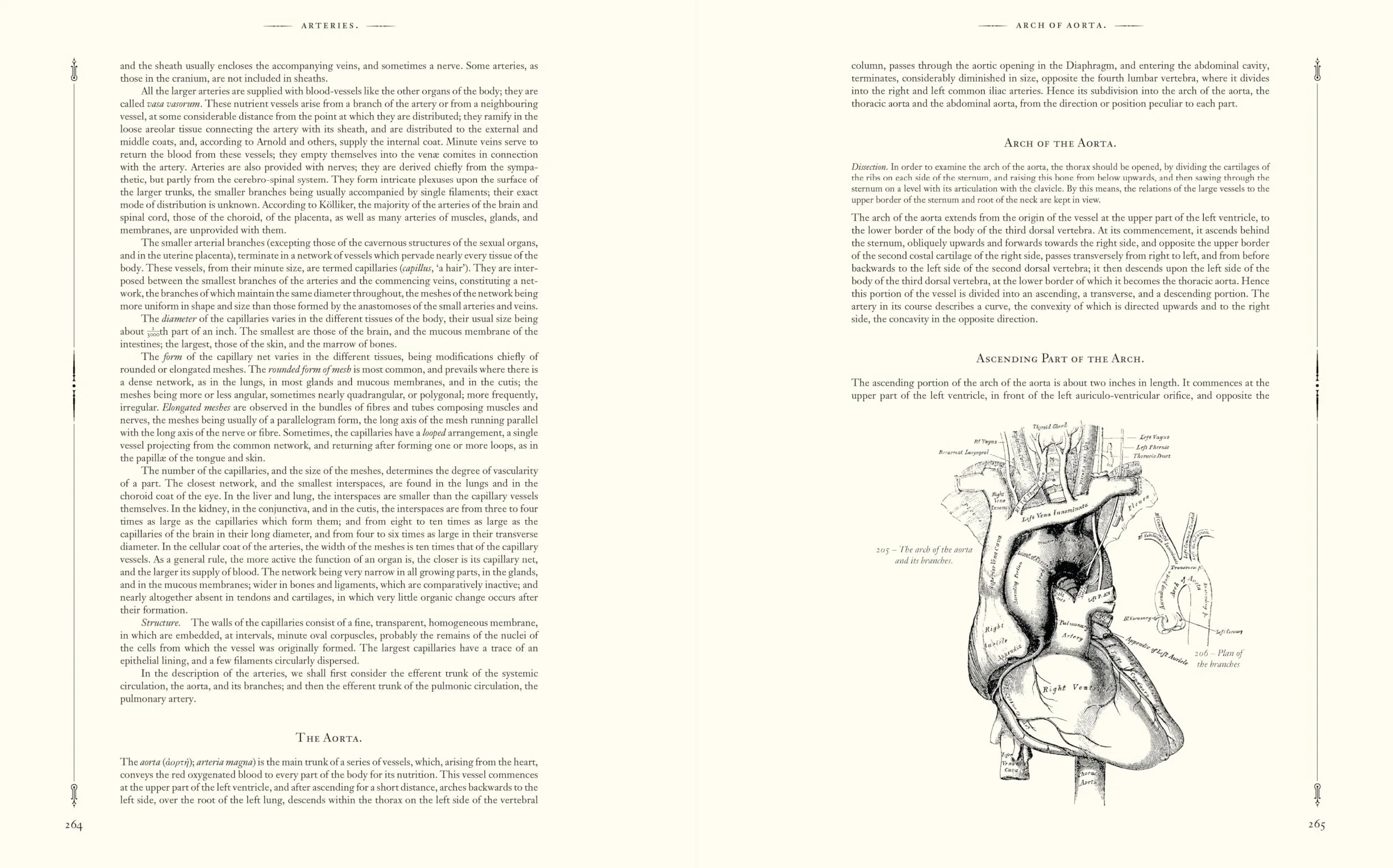 Gray's Anatomy