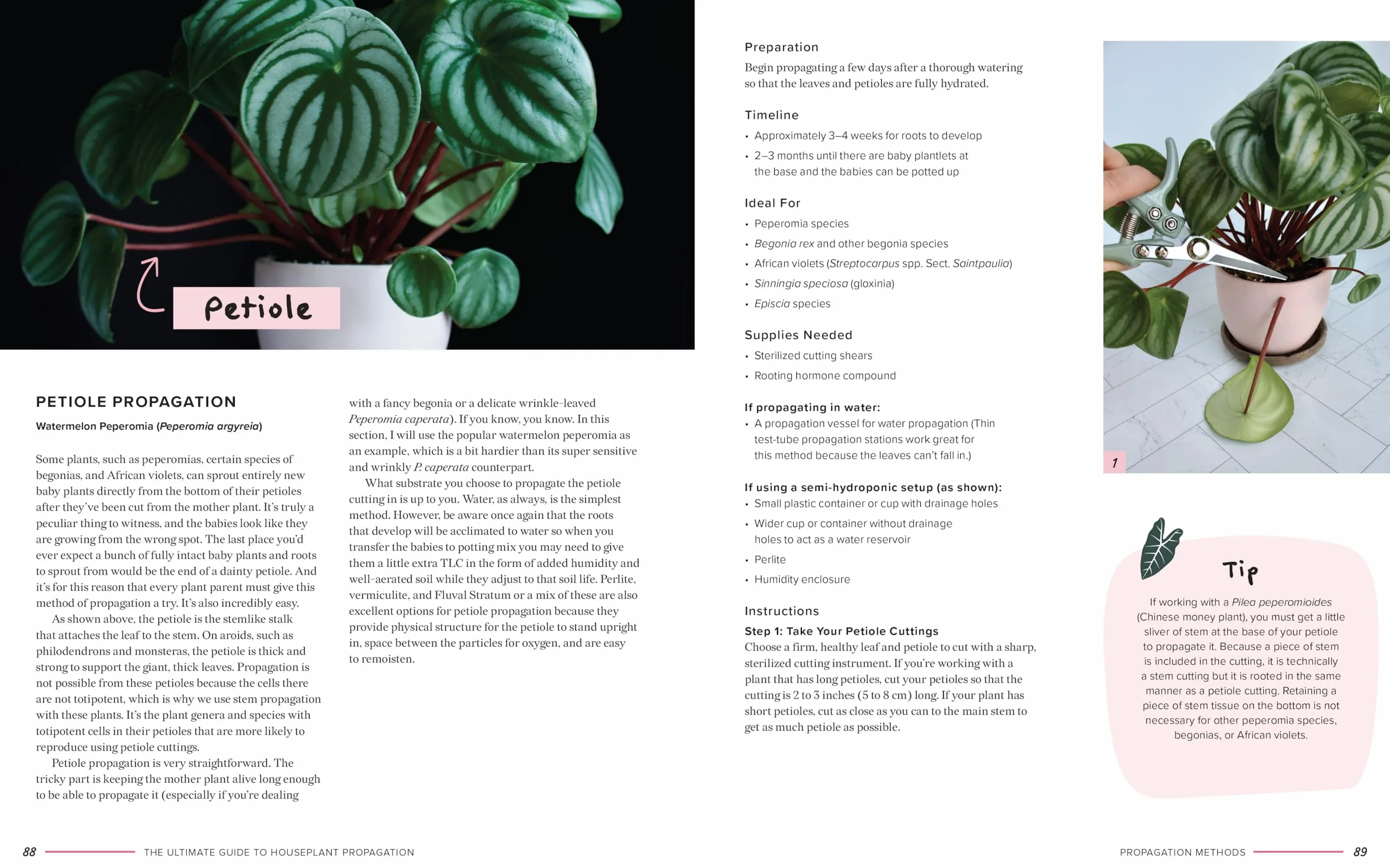 The Ultimate Guide to Houseplant Propagation: Step-By-Step Techniques for Making More Houseplants . . . for Free!
