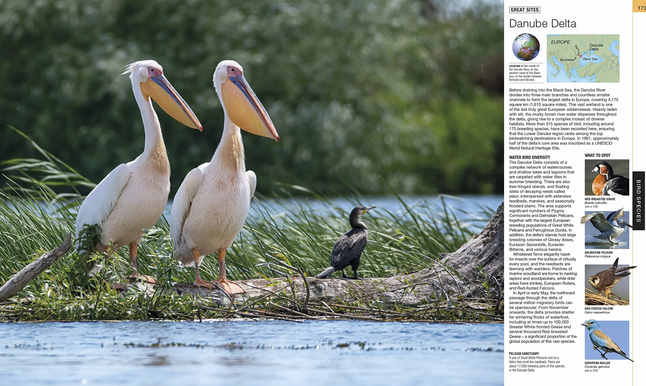 Bird: The Definitive Visual Guide